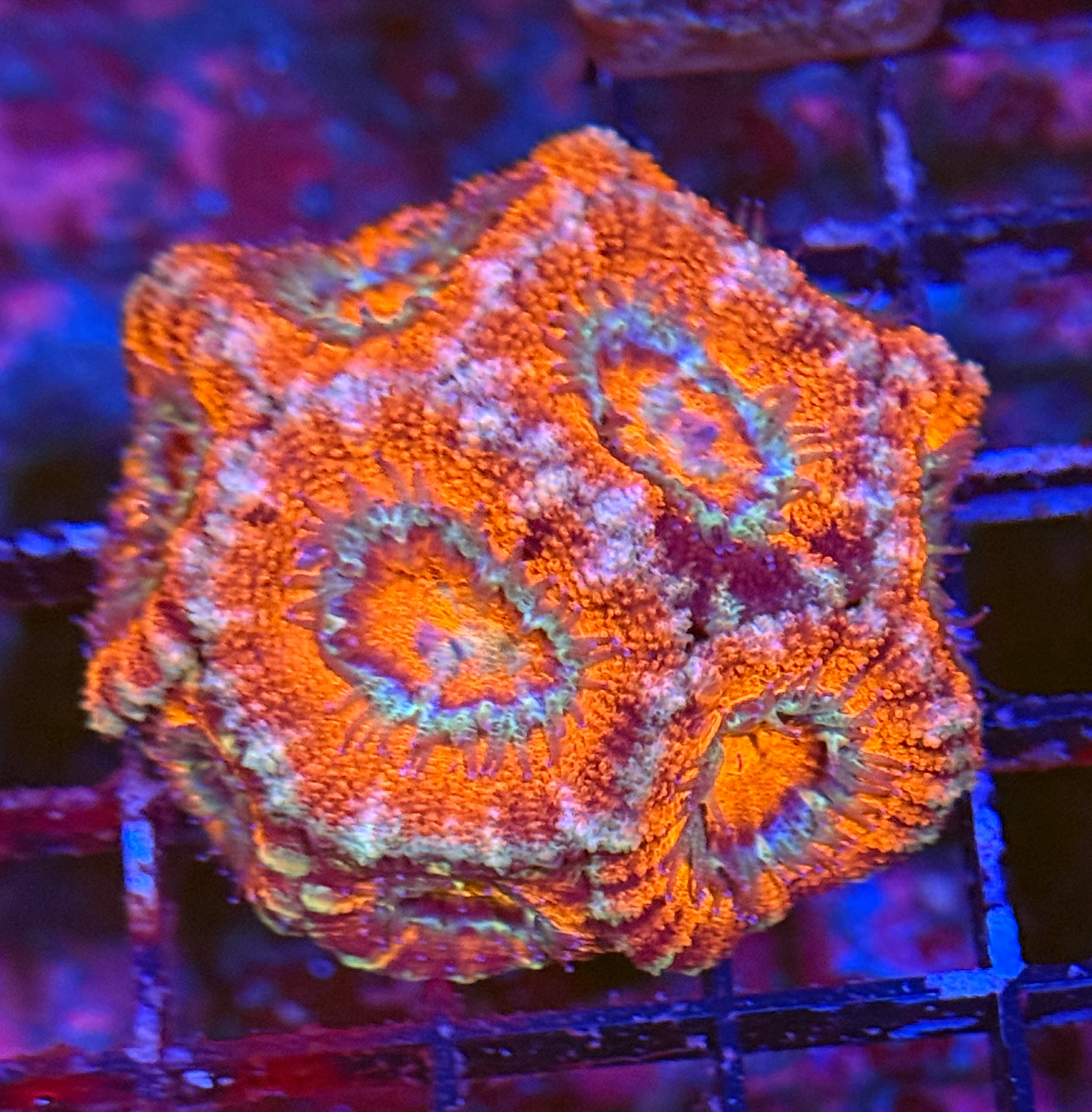 Ultra Acan 38