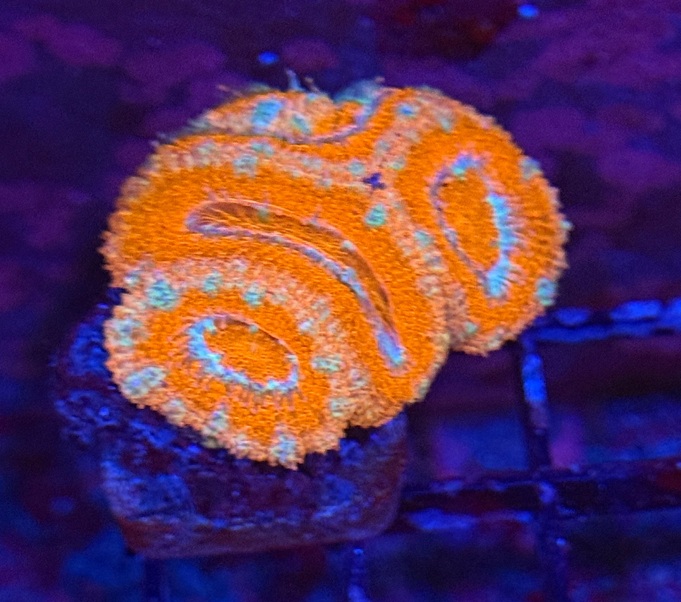 Ultra Acan 39