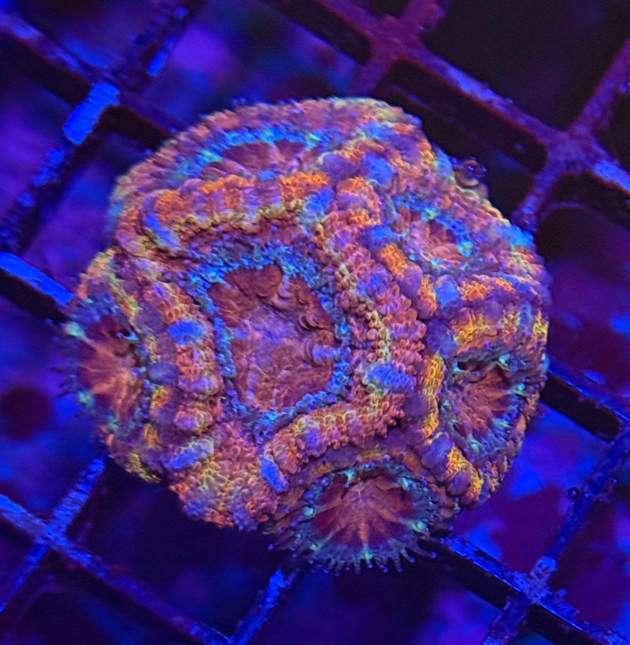 Ultra Rainbow Acan 40