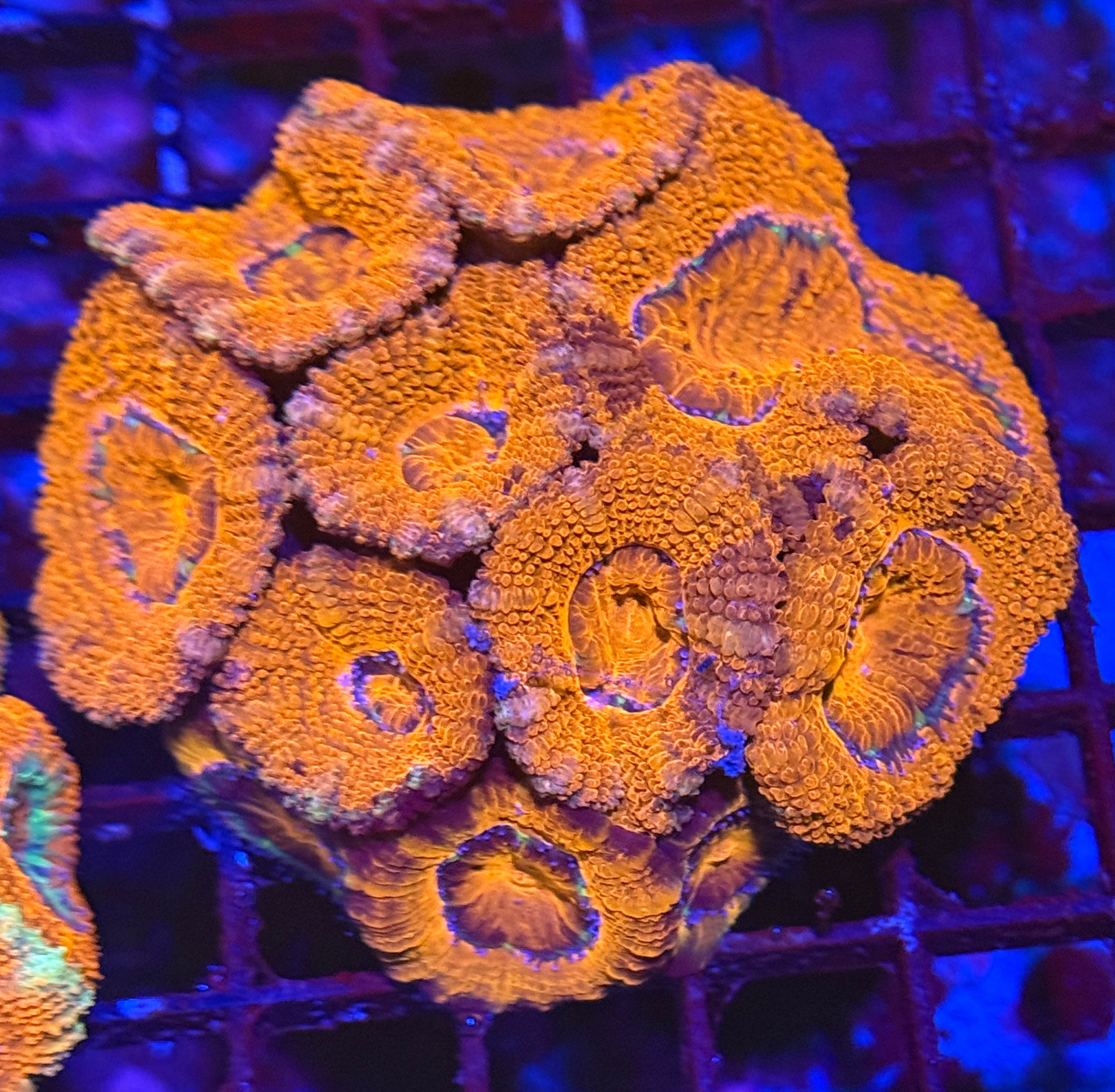 Ultra Acan 41