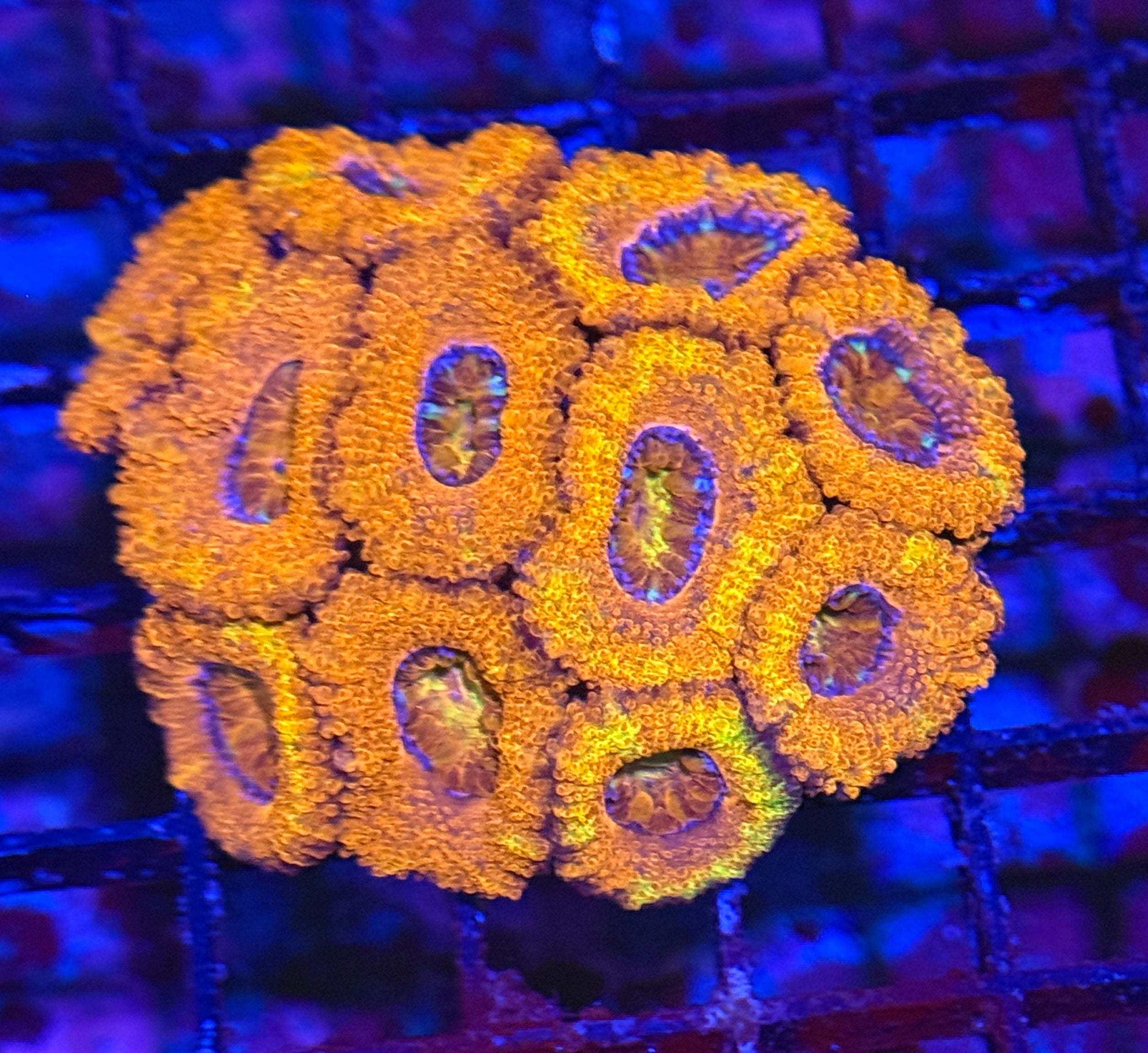 Ultra Acan 42