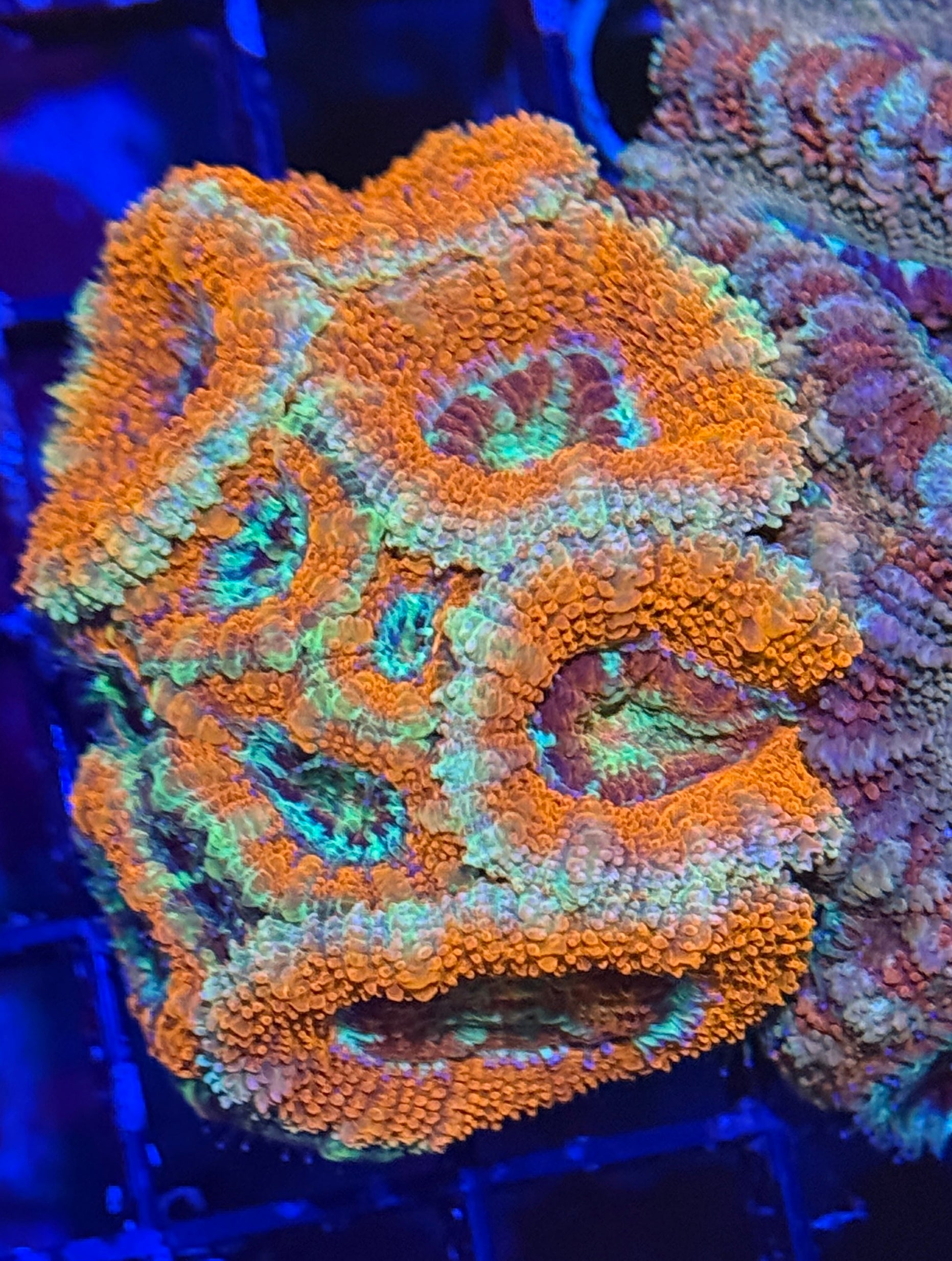 Ultra Acan 43