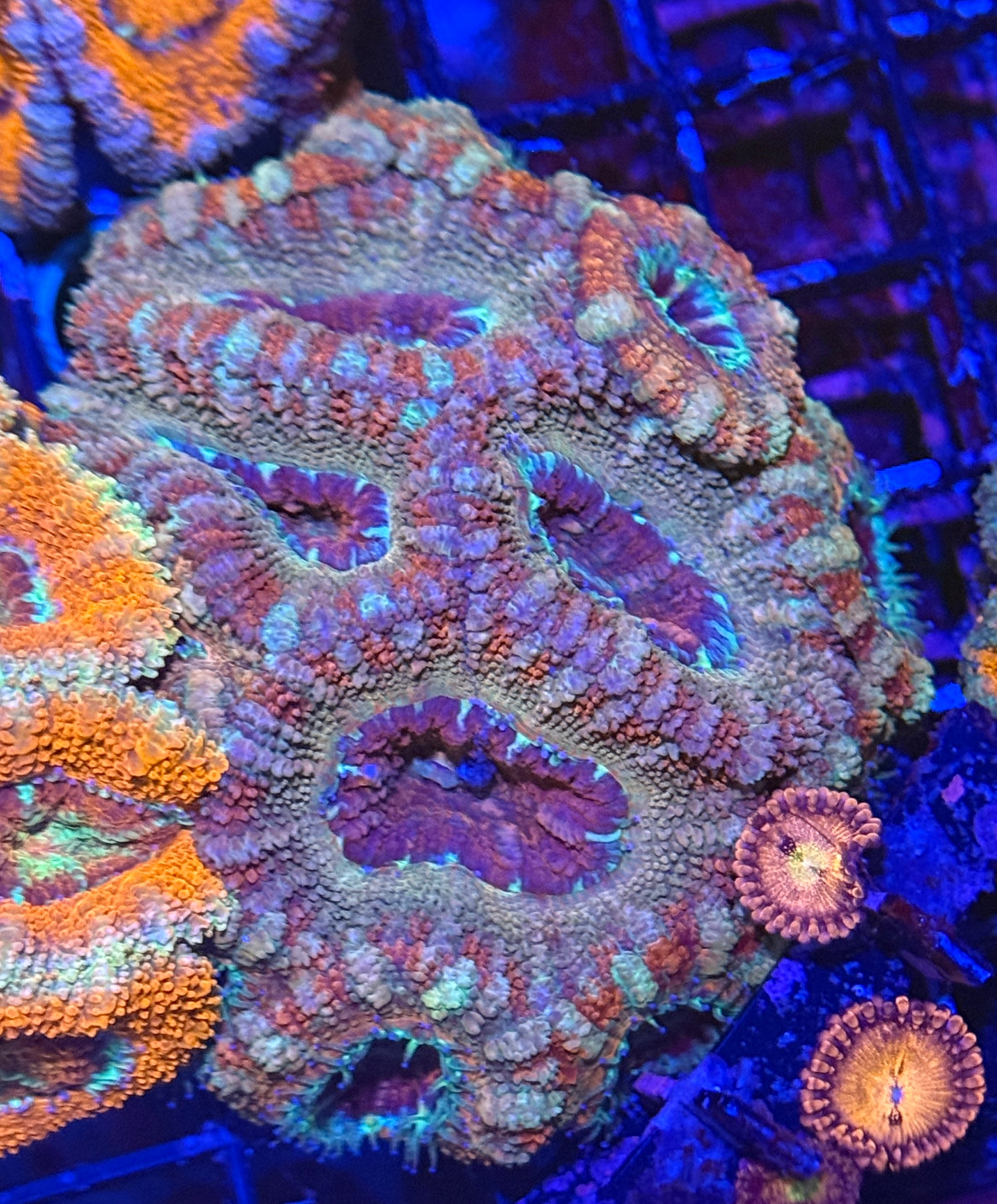 Ultra Rainbow Asian Acan 44