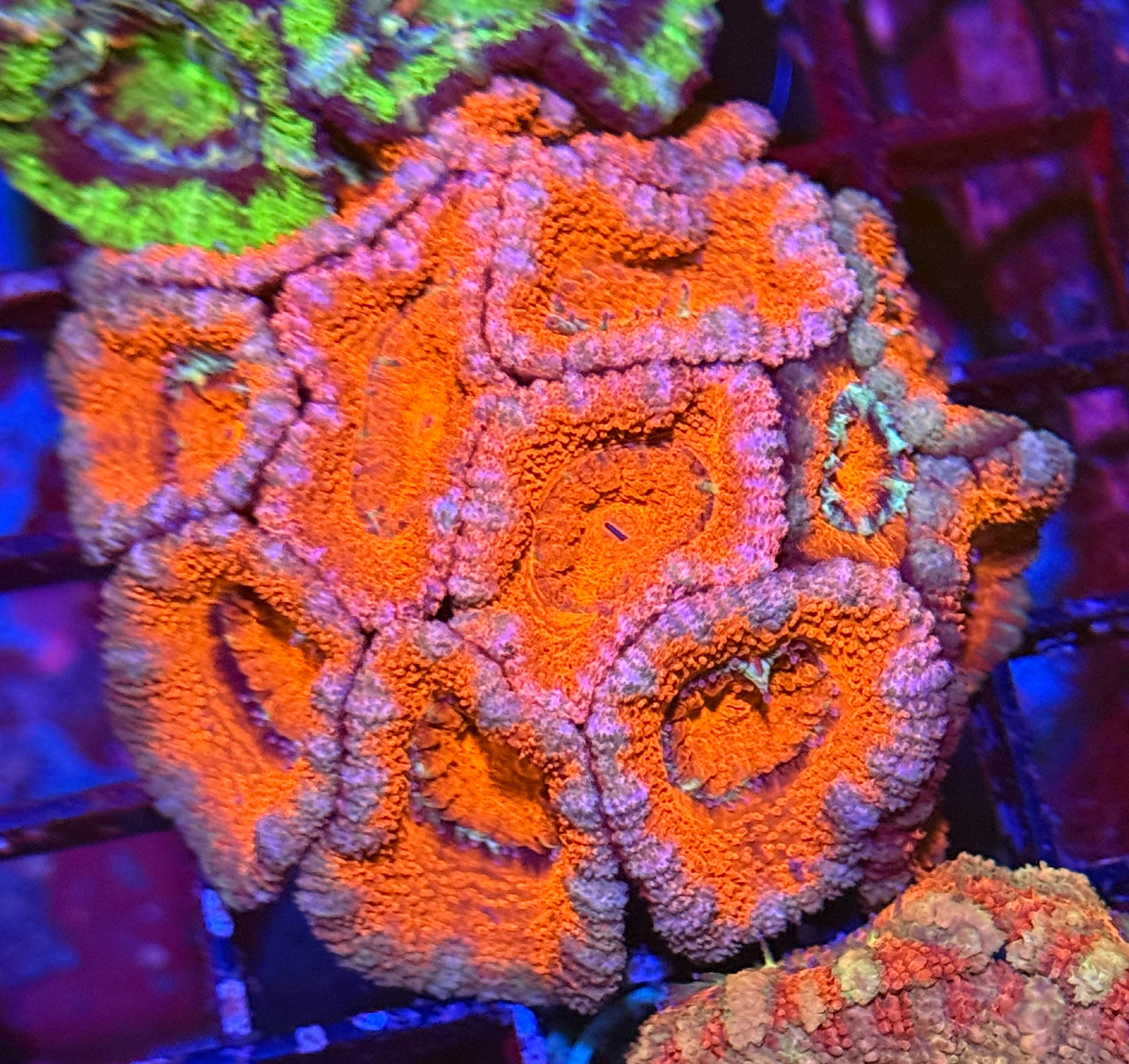 Ultra Acan 45