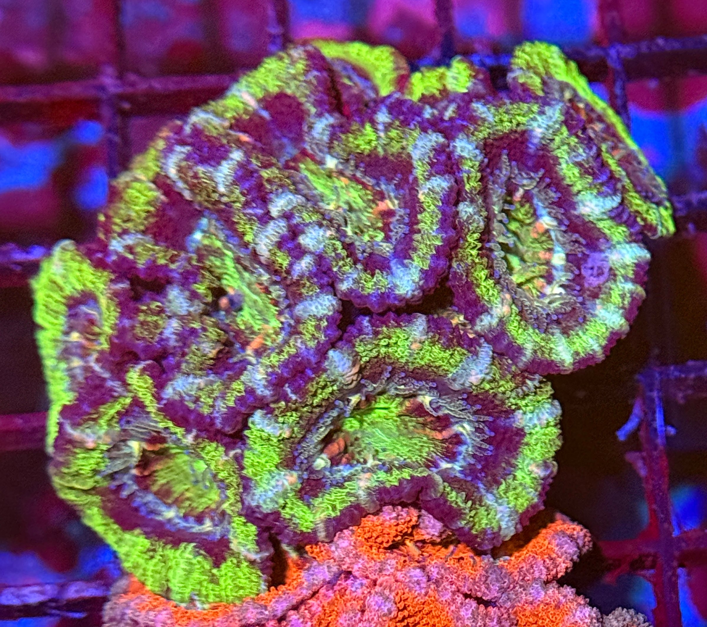 Ultra Acan 46