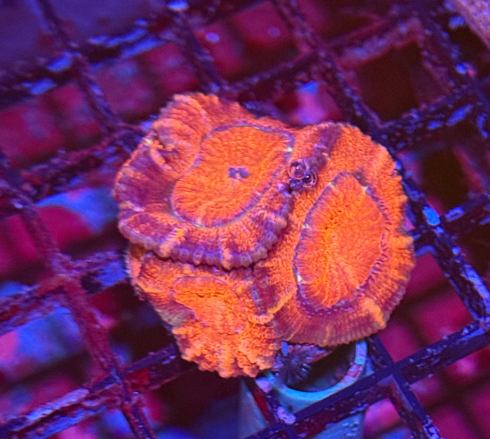 Ultra Acan 47