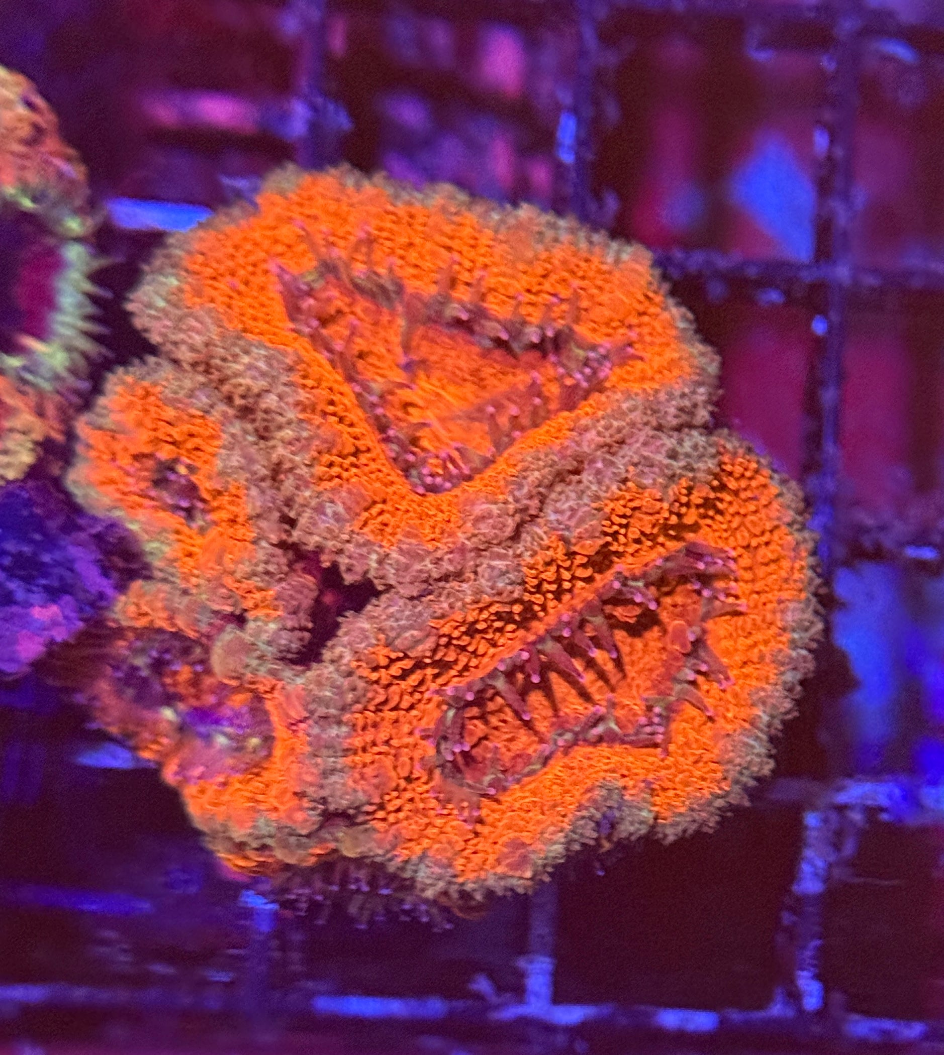 Ultra Acan 48