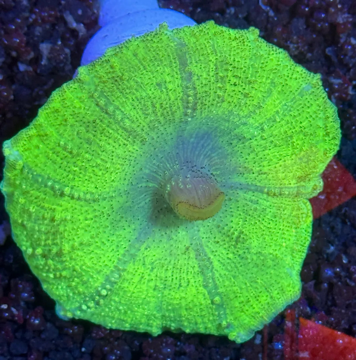 Ultra Green Toxic Neglectus Shroom