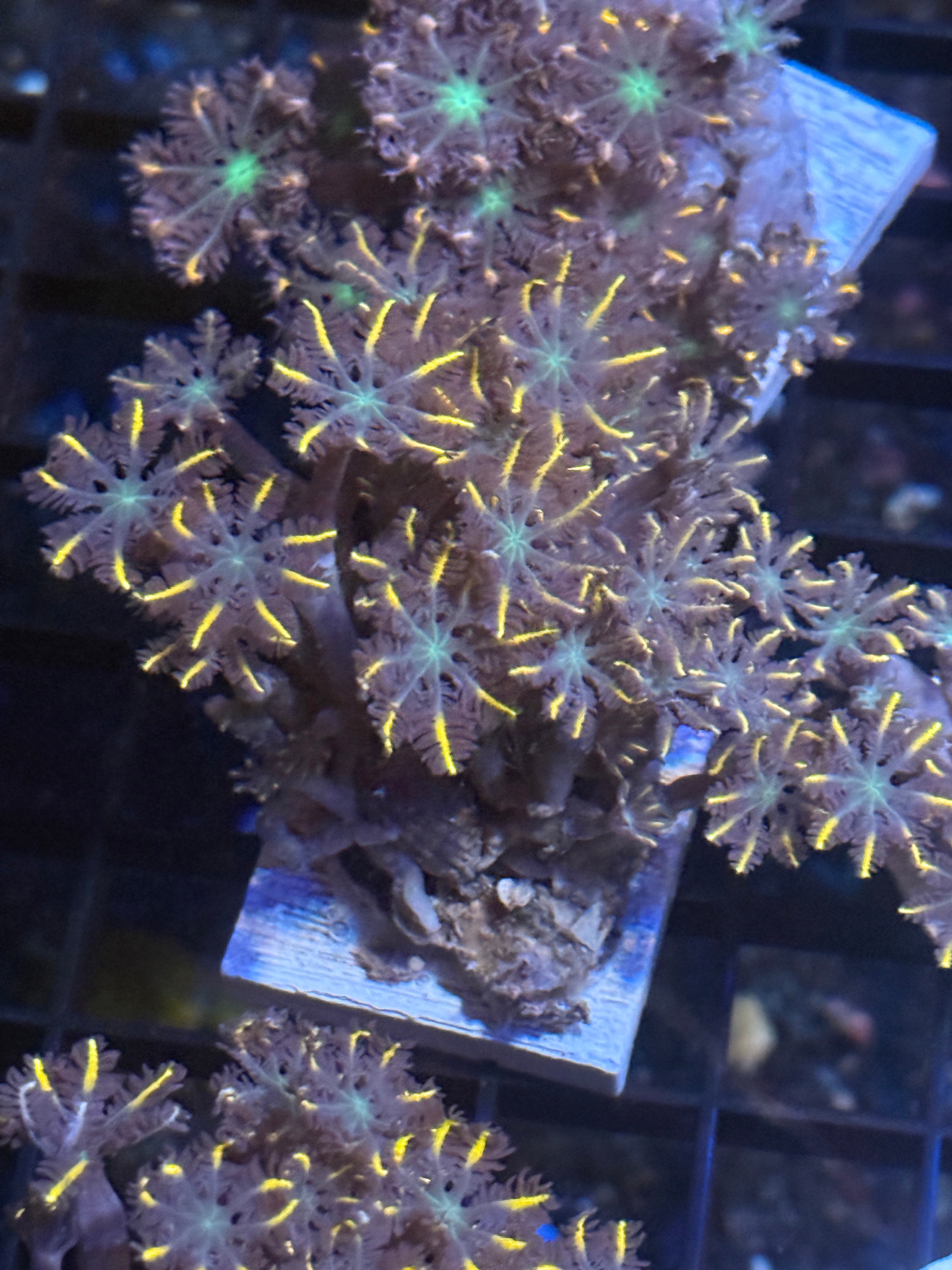 Gold Rim Clove Polyp Frag