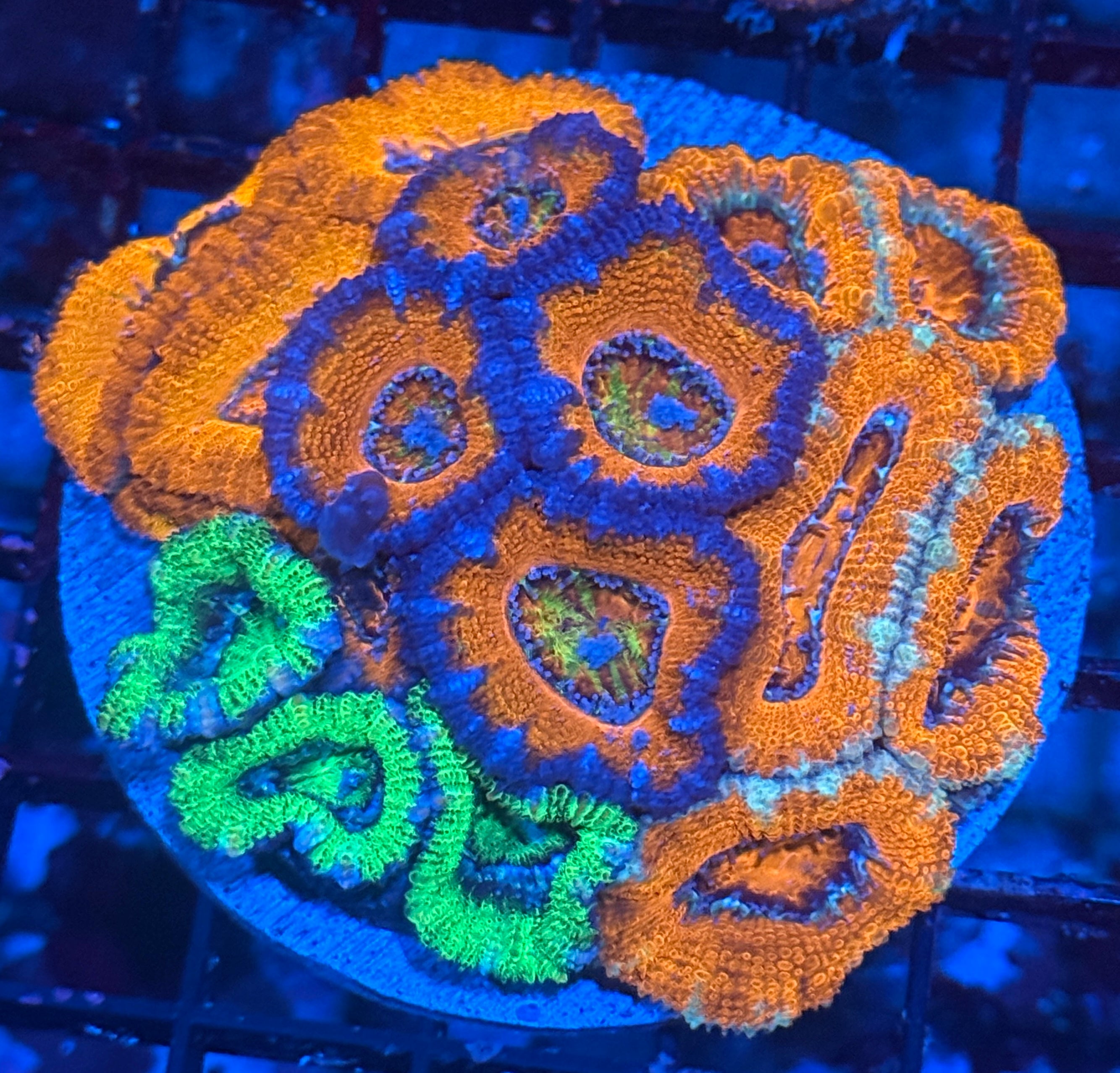 Ultra Acan Garden