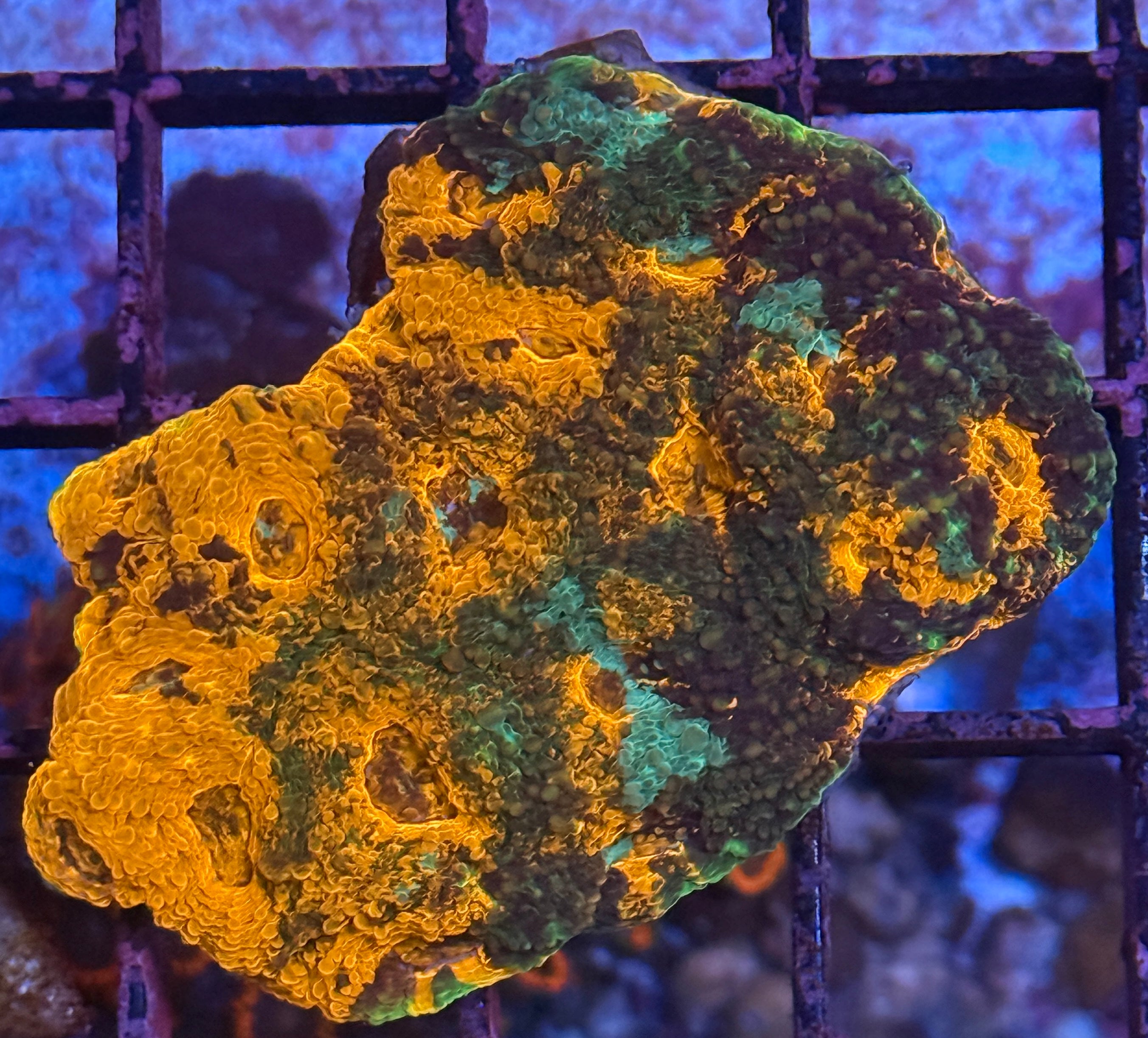 Orange and Green Acan Echinata