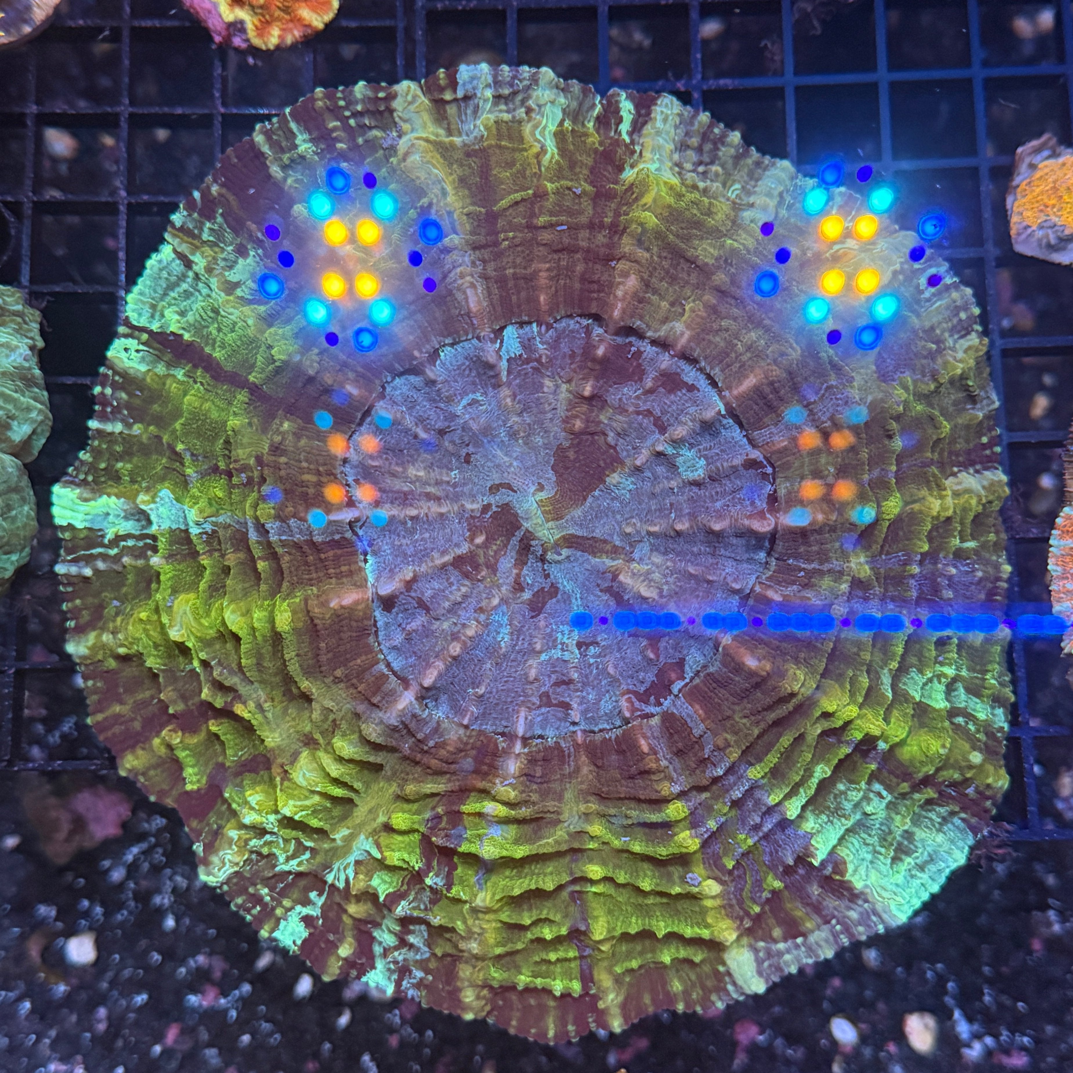 Large Neon Green and Blue Acantho