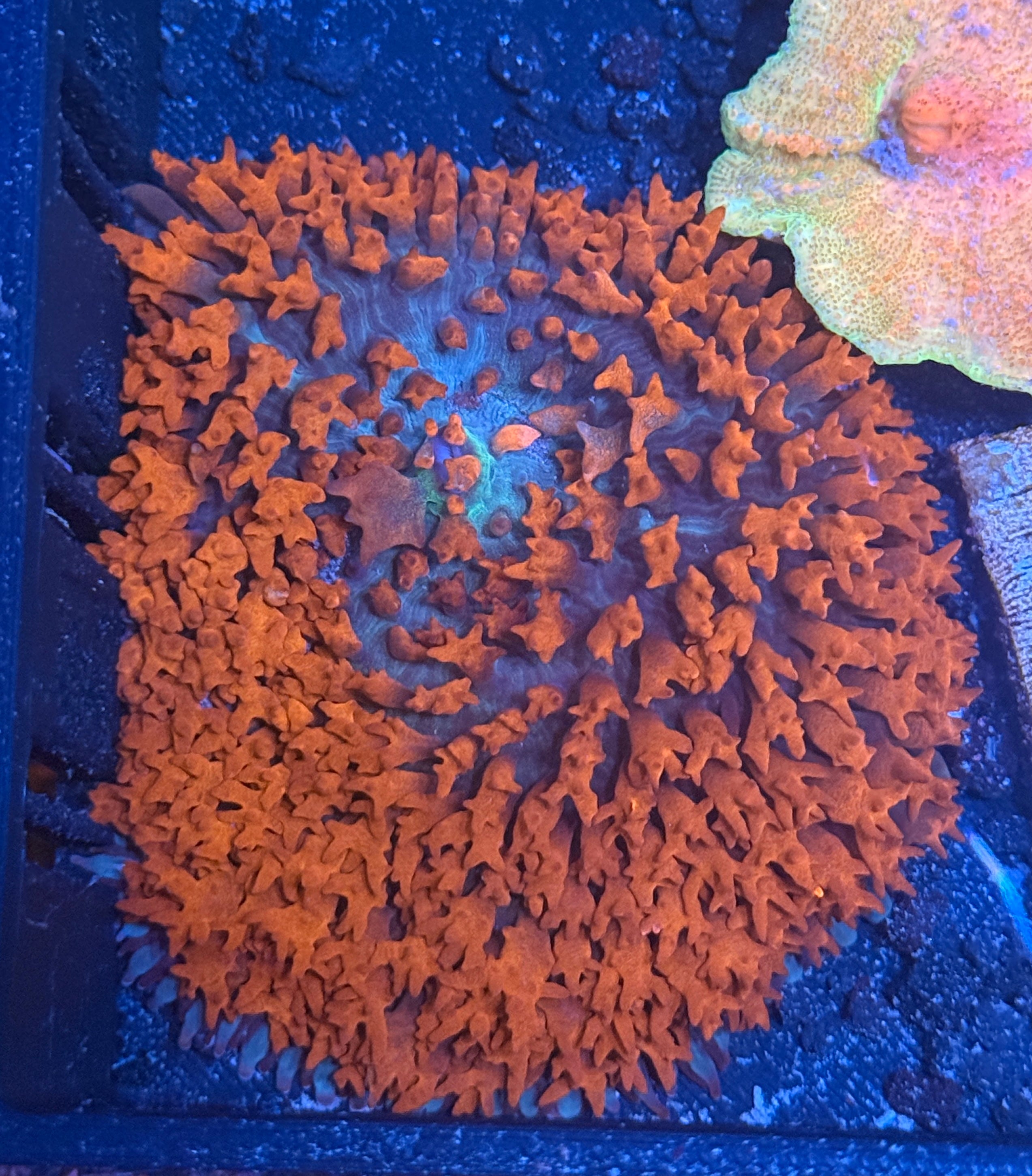 Saint Thomas Orange Carpet Shroom