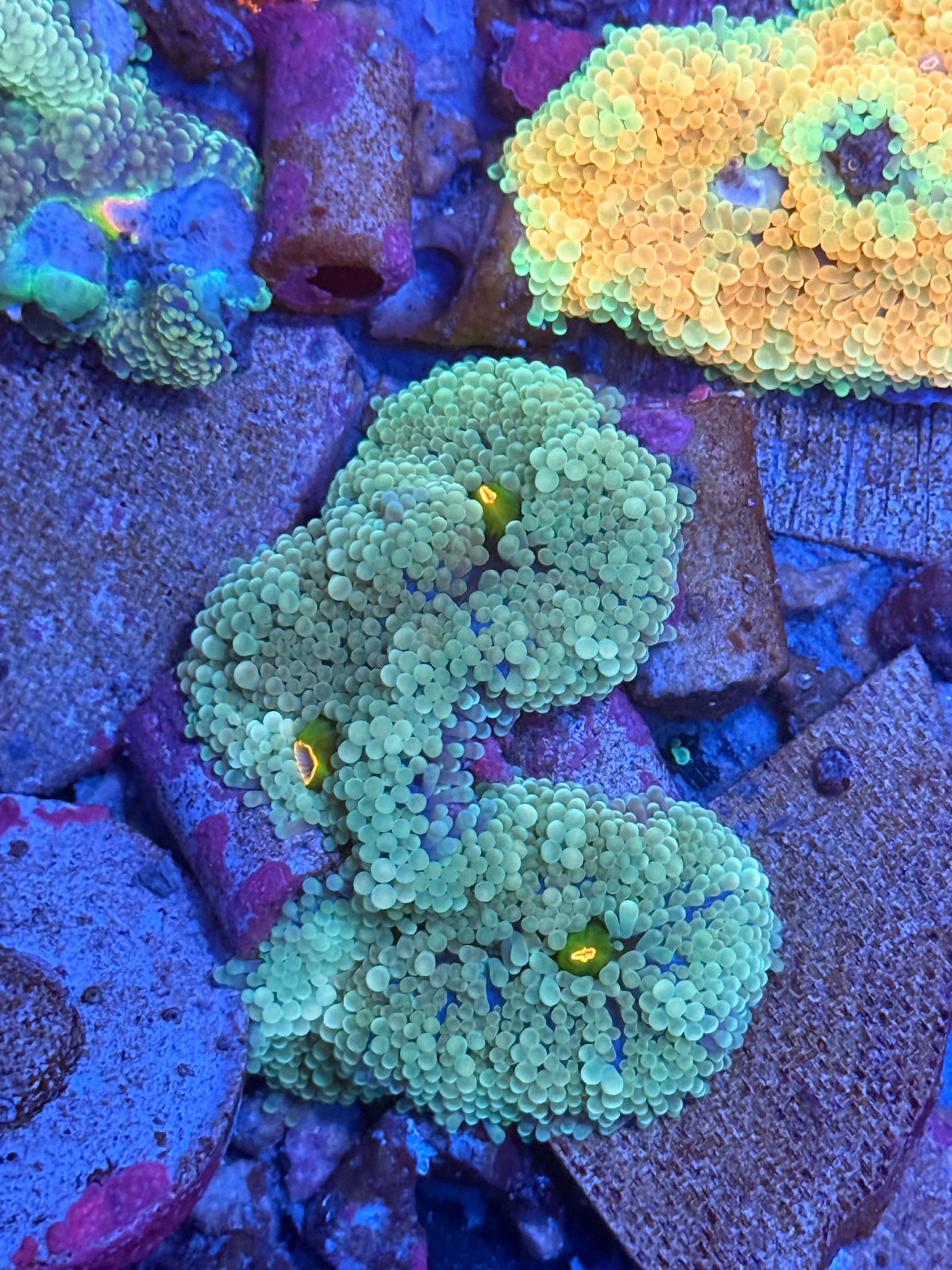 Bright Neon Green Ricordia Shroom