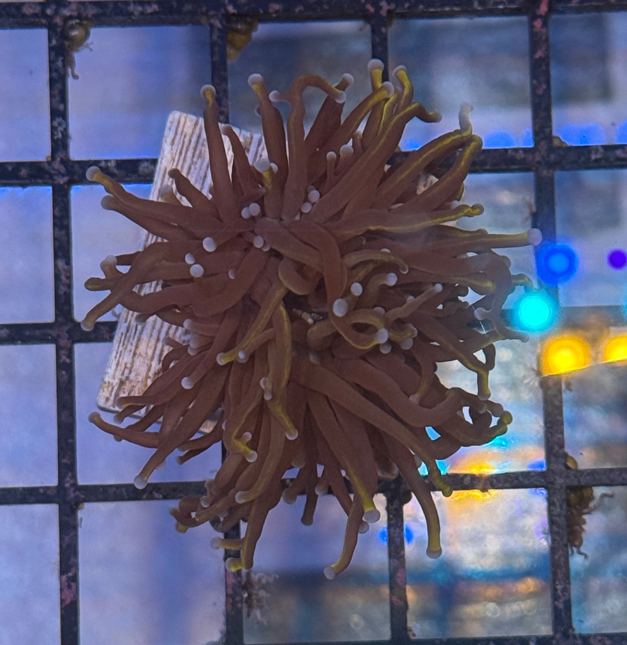 Wolverine Torch R5A4