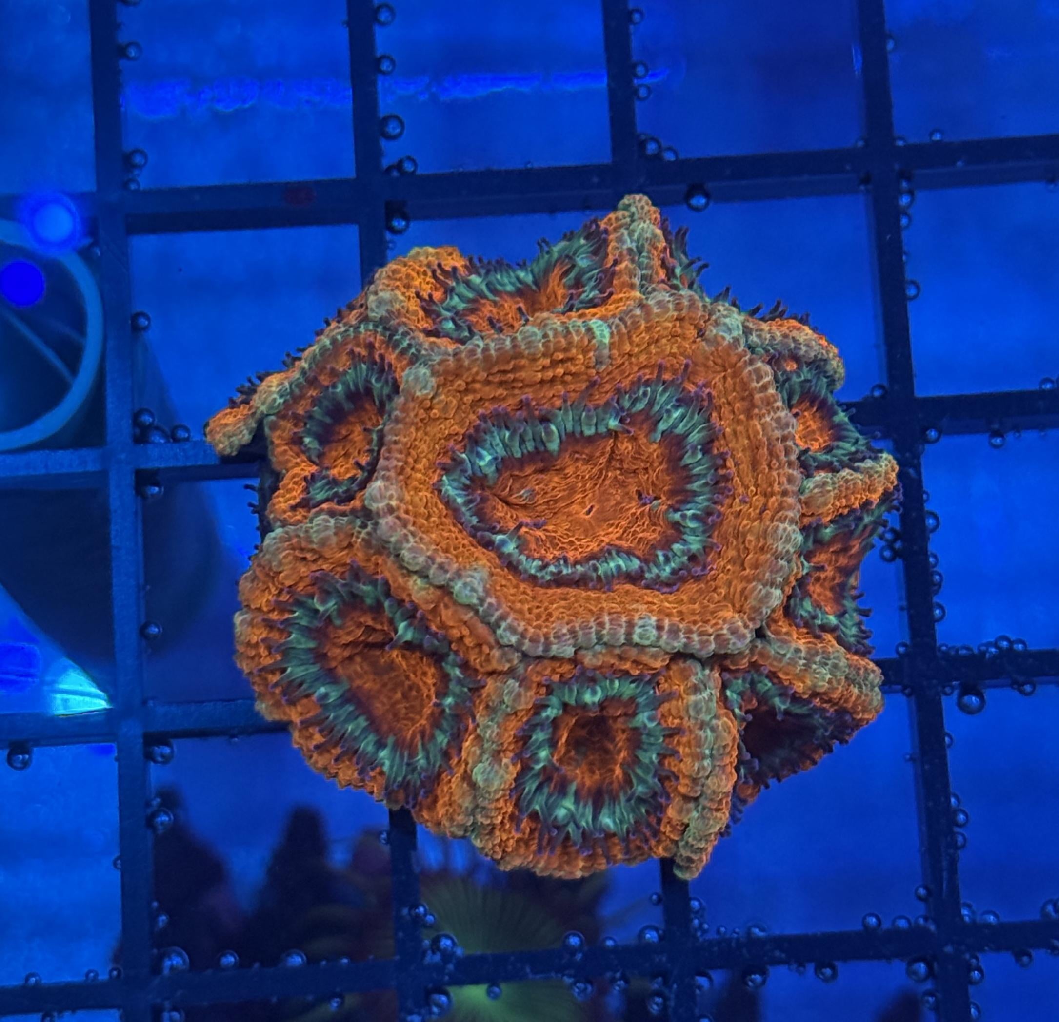 Ultra Acan 8