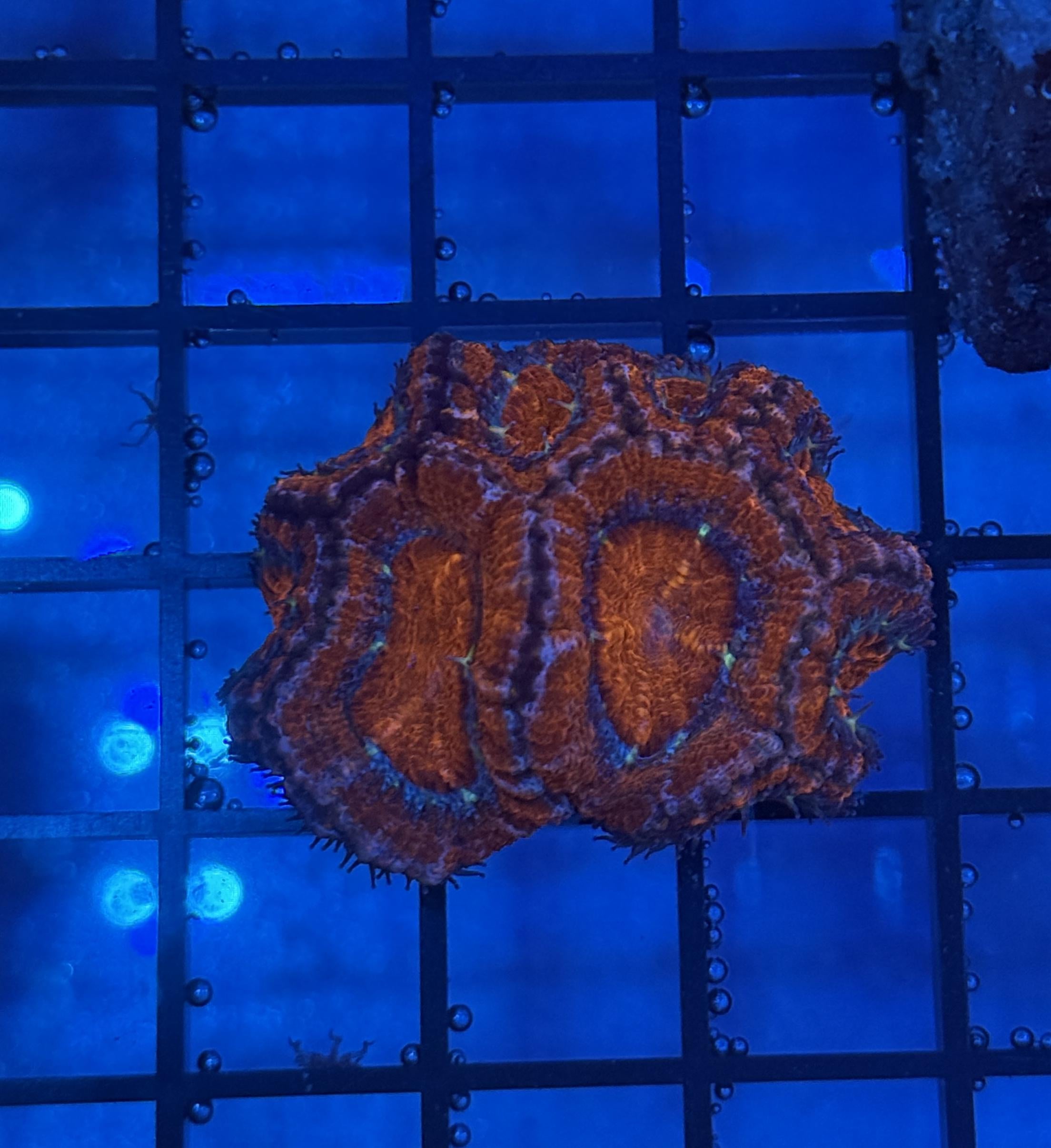 Ultra Acan 9