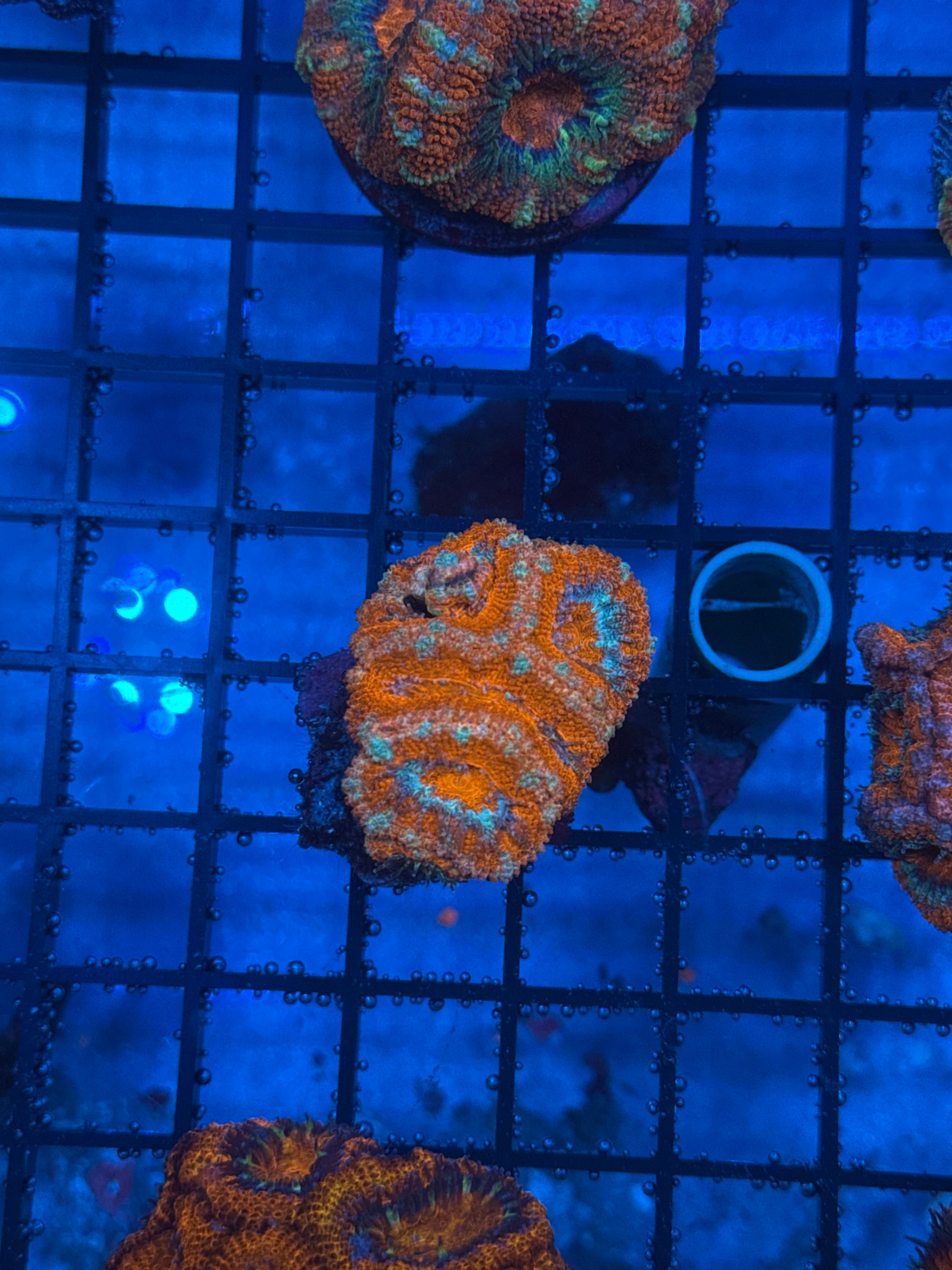 Ultra Acan 14