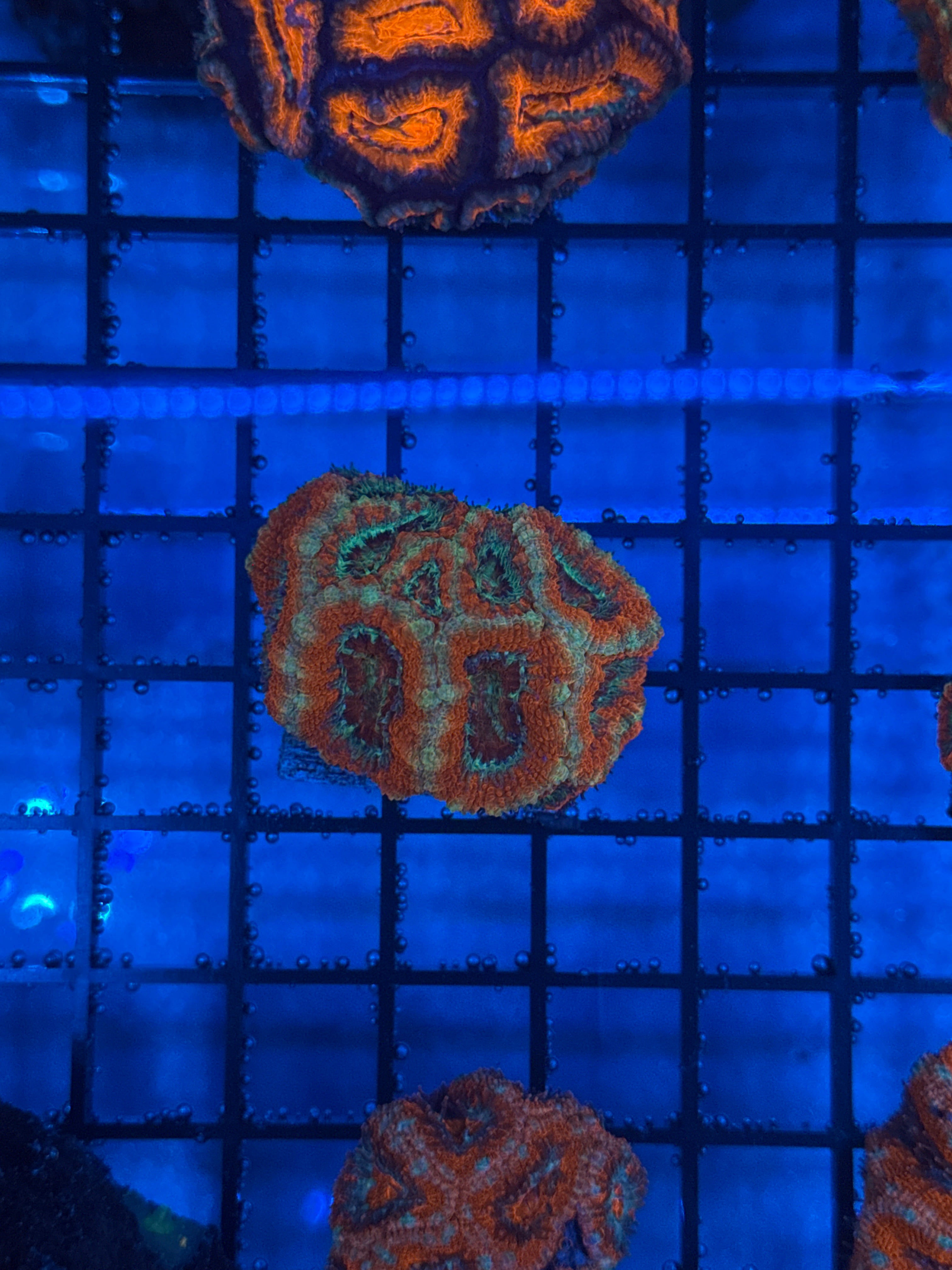 Ultra Acan 17