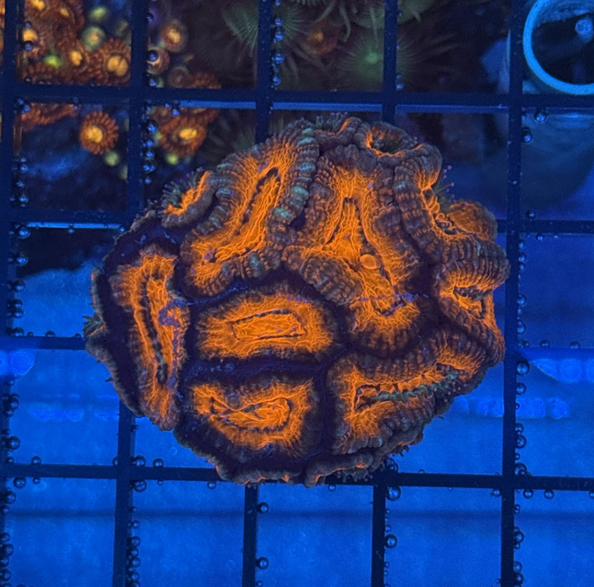 Ultra Acan 18