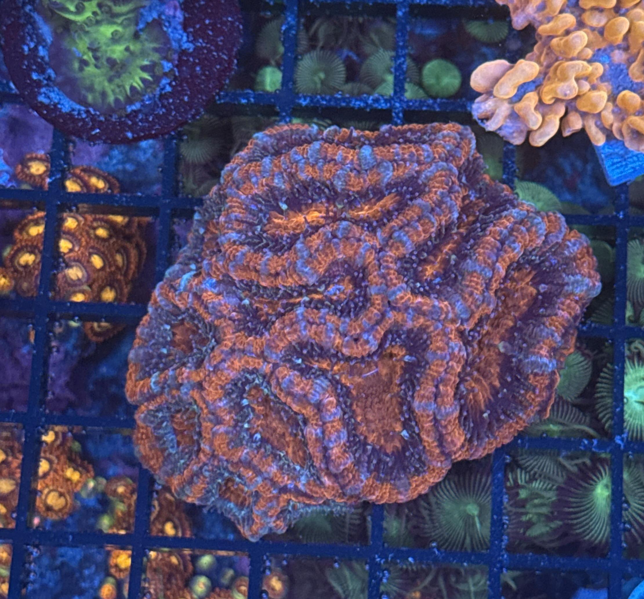 Ultra Acan 19