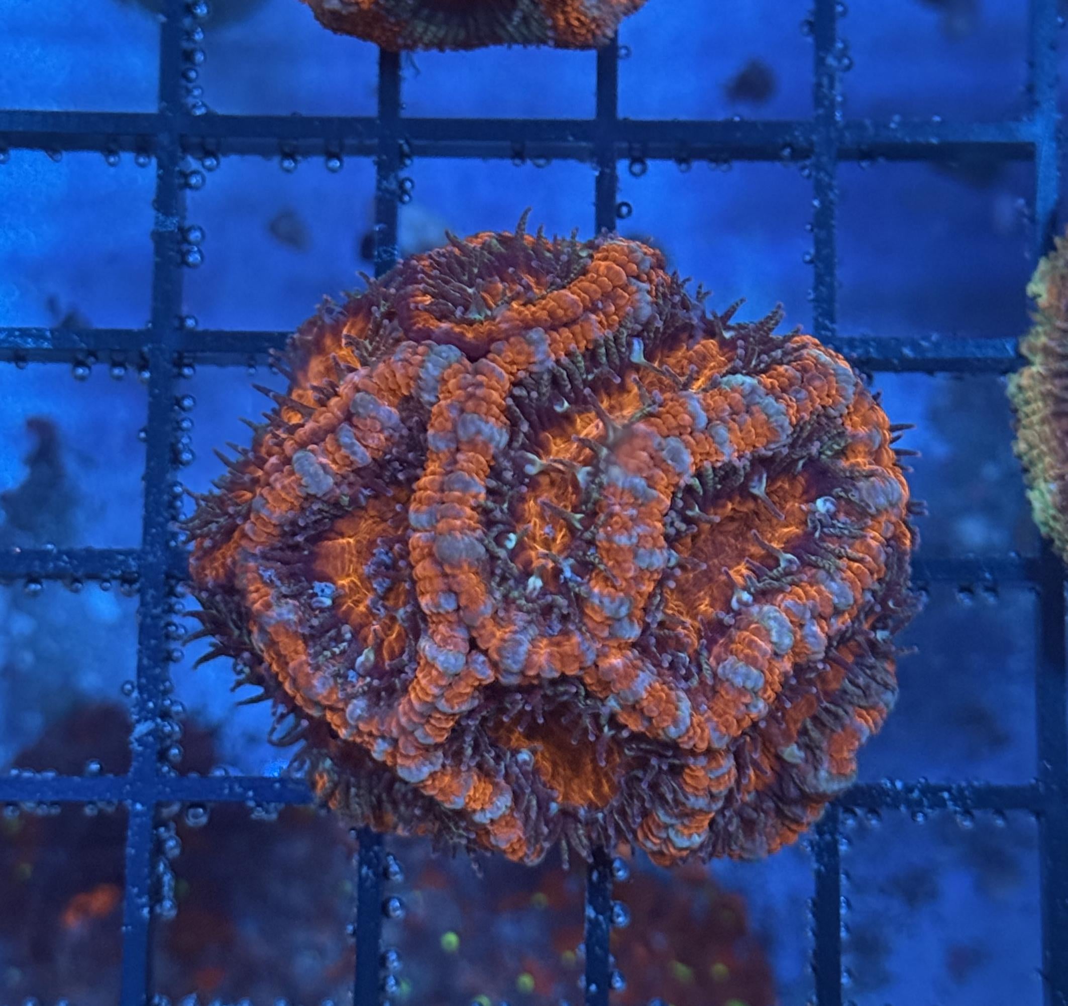 Ultra Acan 20