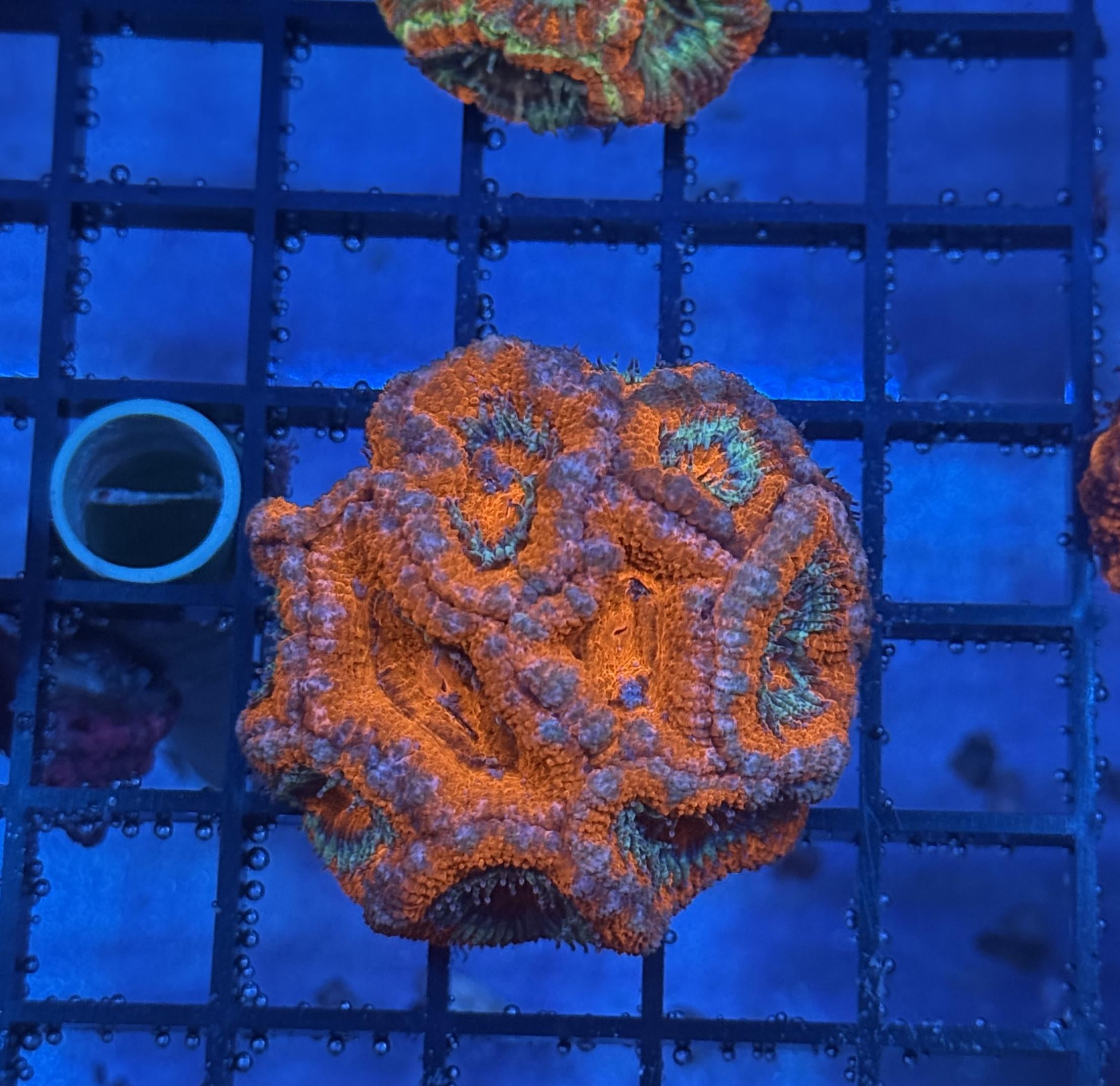 Ultra Acan 21