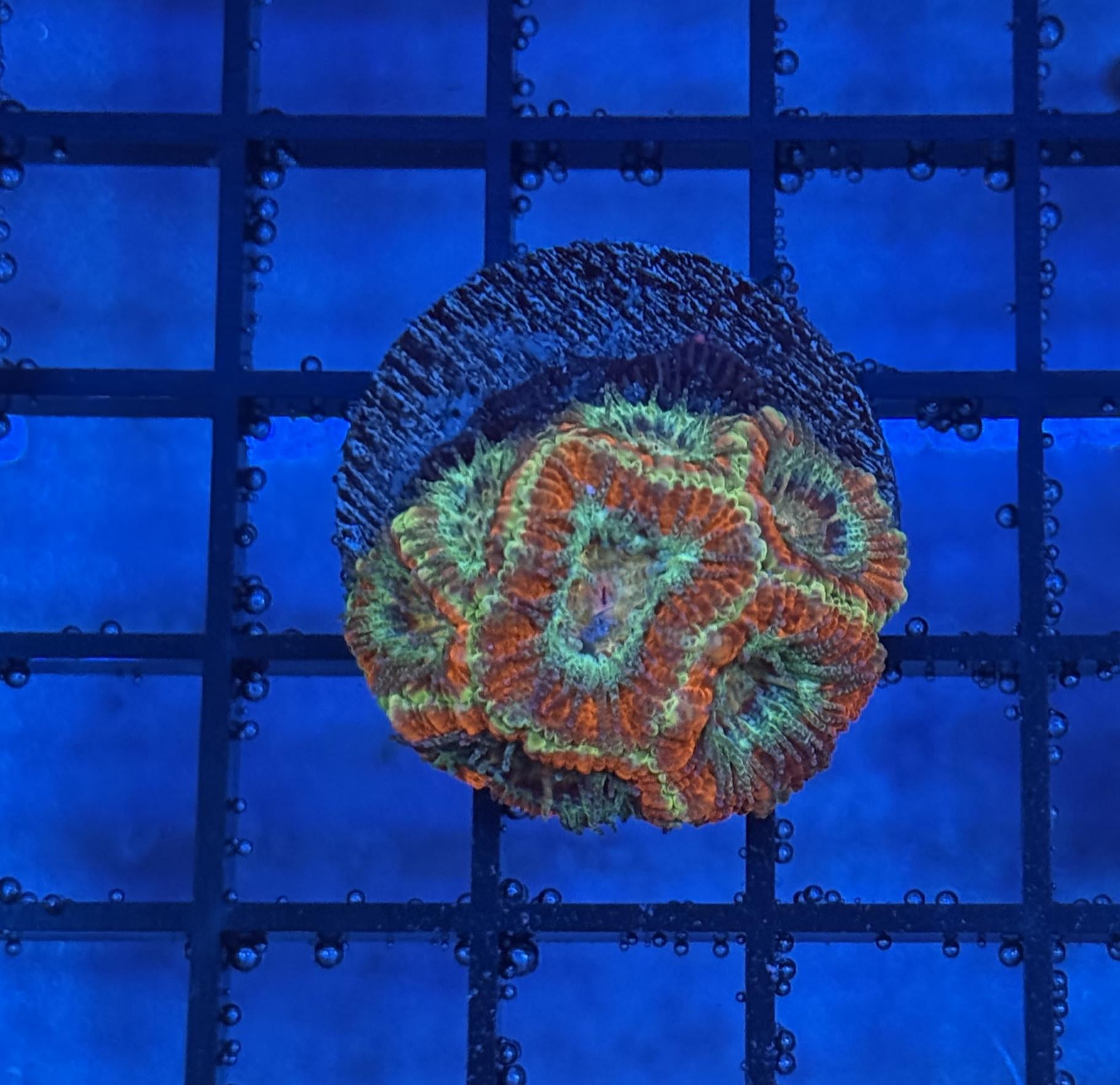 Ultra Acan 22