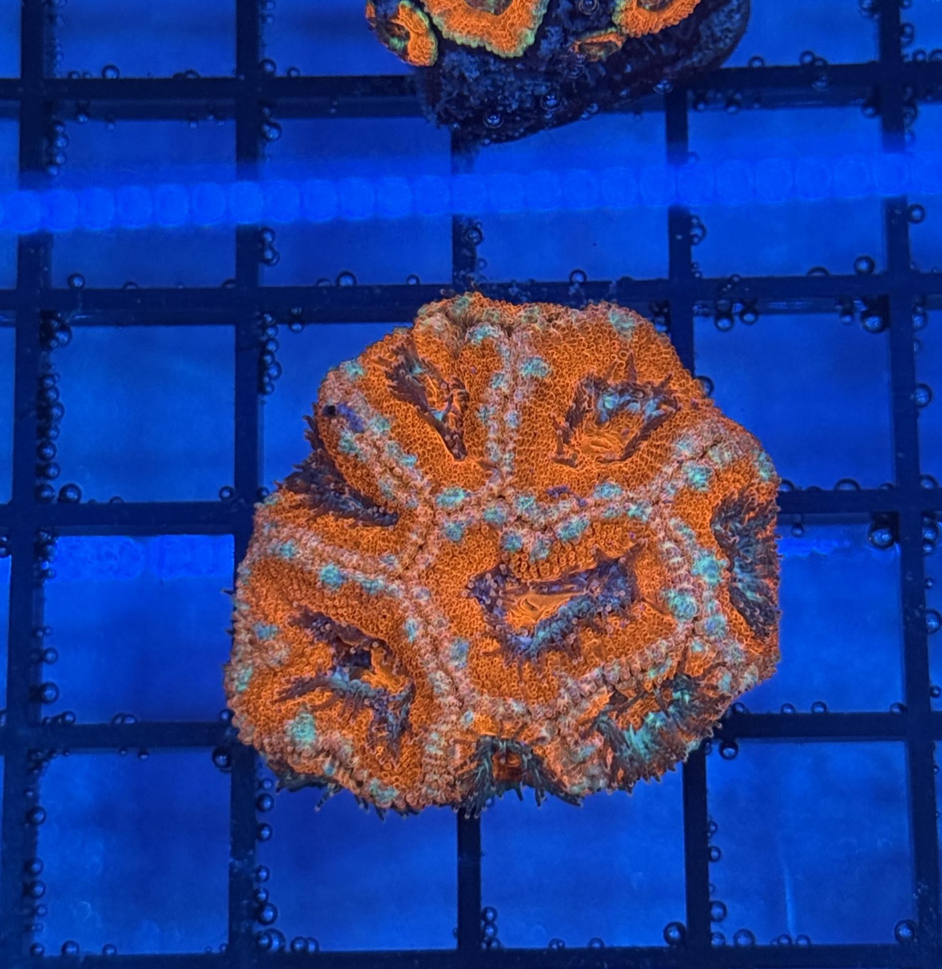 Ultra Acan 23