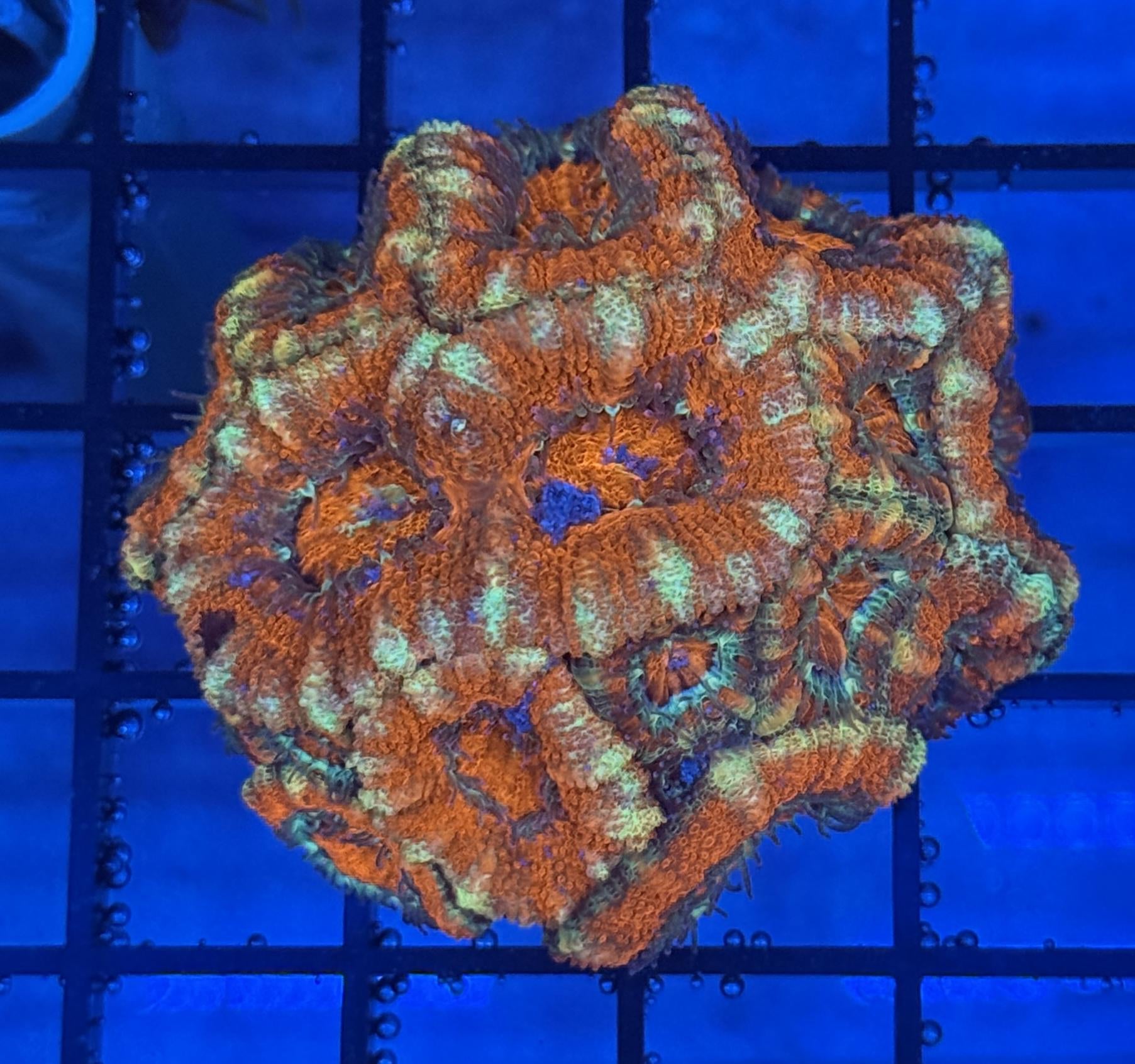 Ultra Acan 25