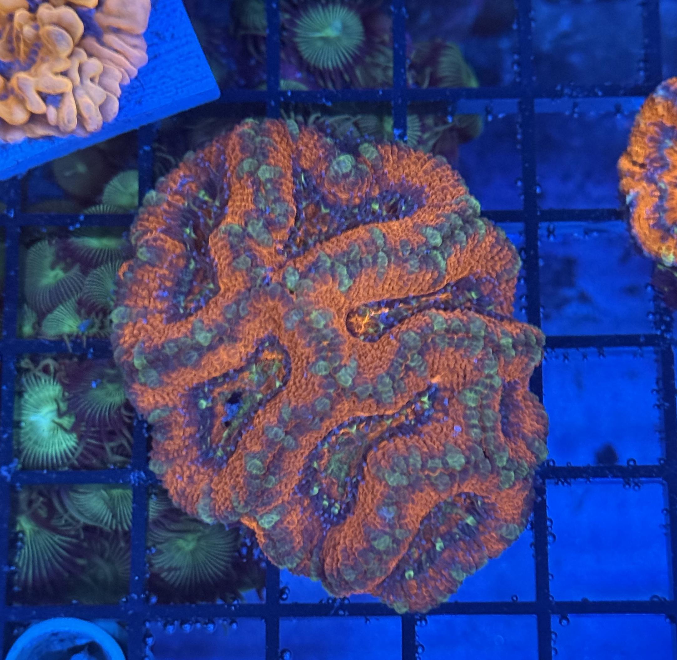 Ultra Acan 26