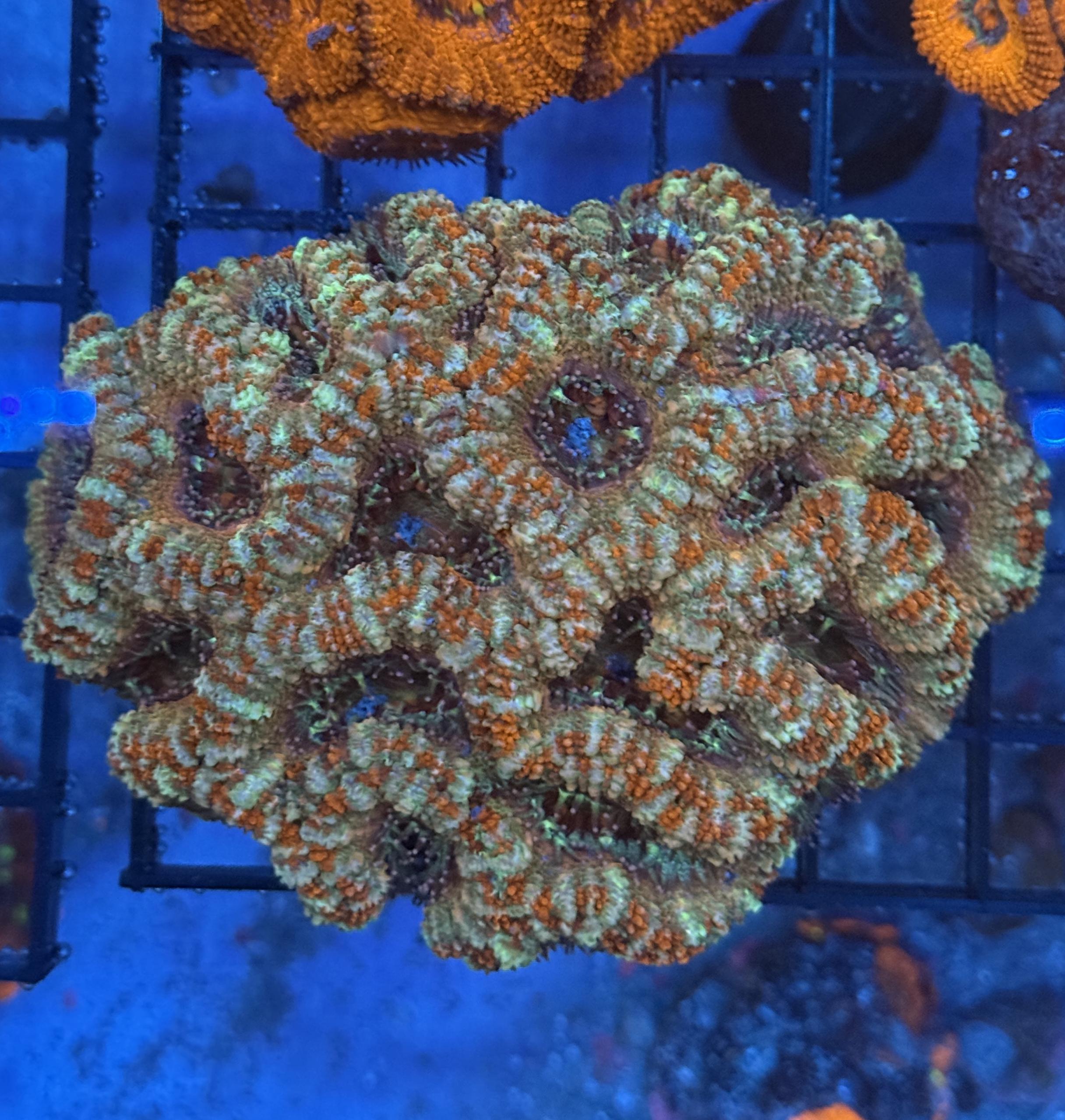 Ultra Acan 27