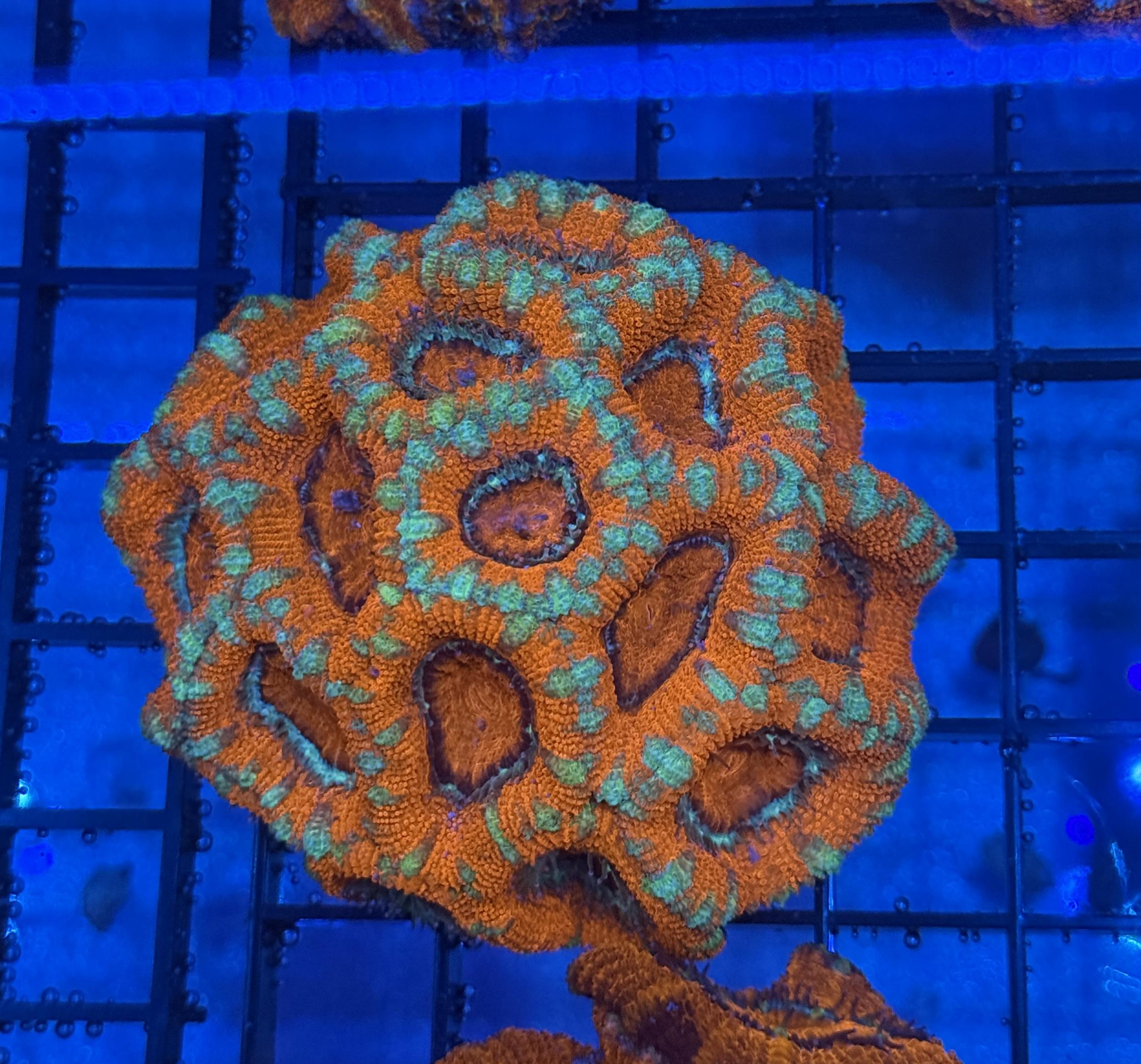 Ultra Acan 28