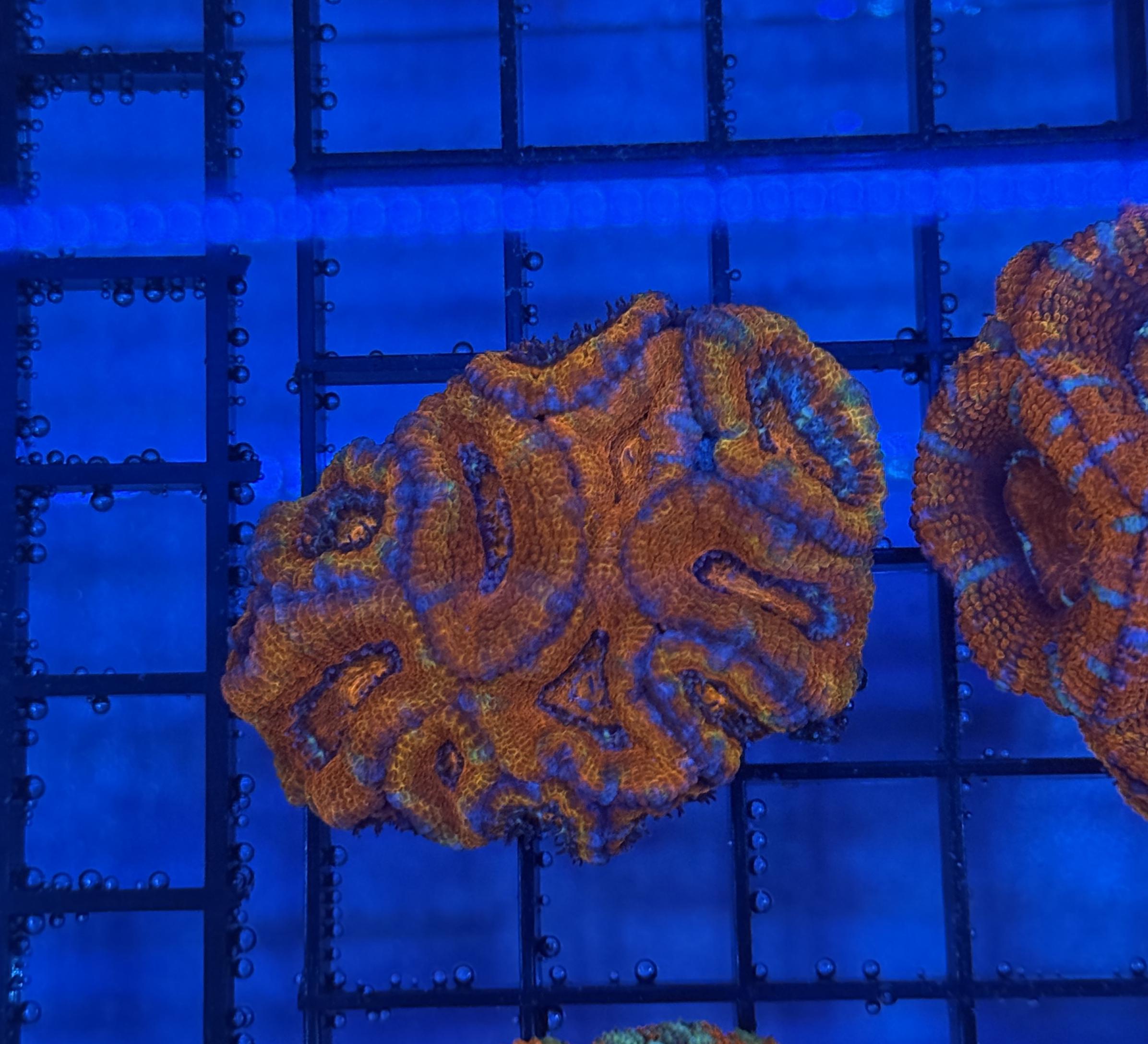 Ultra Acan 29