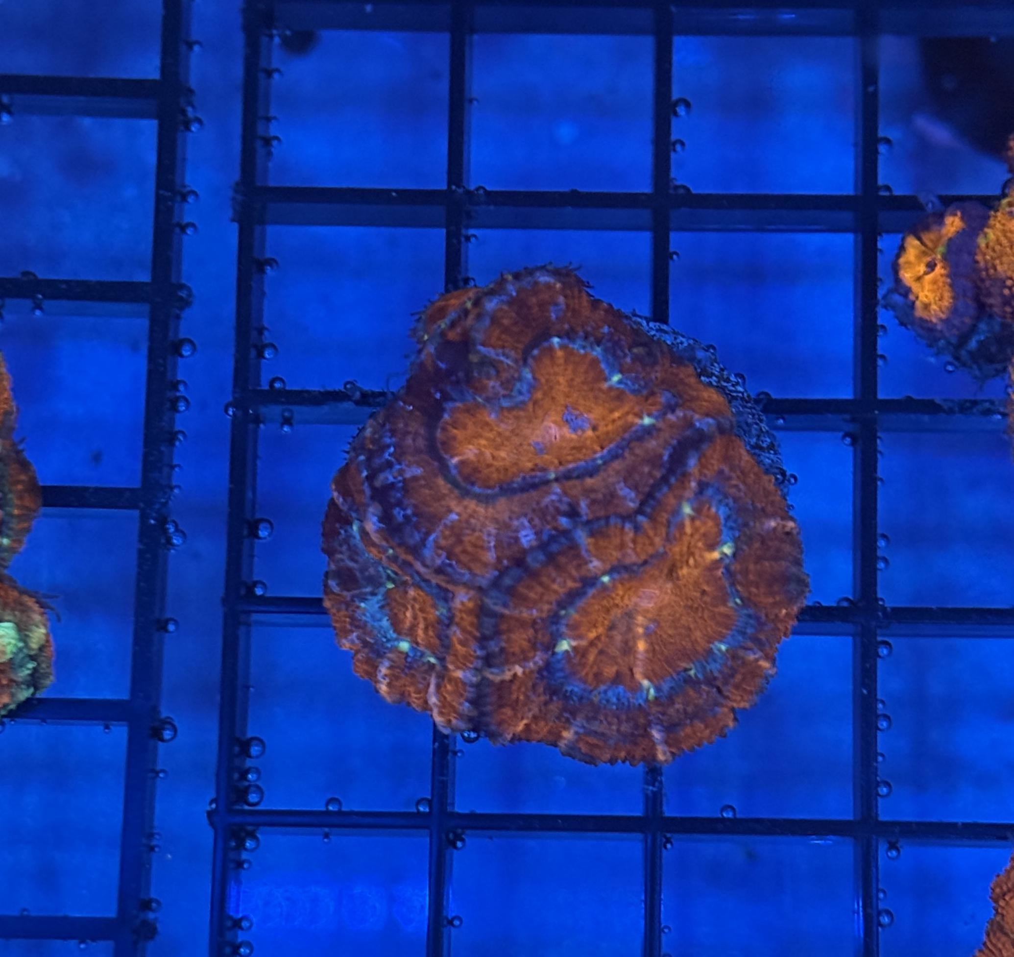 Ultra Acan 31