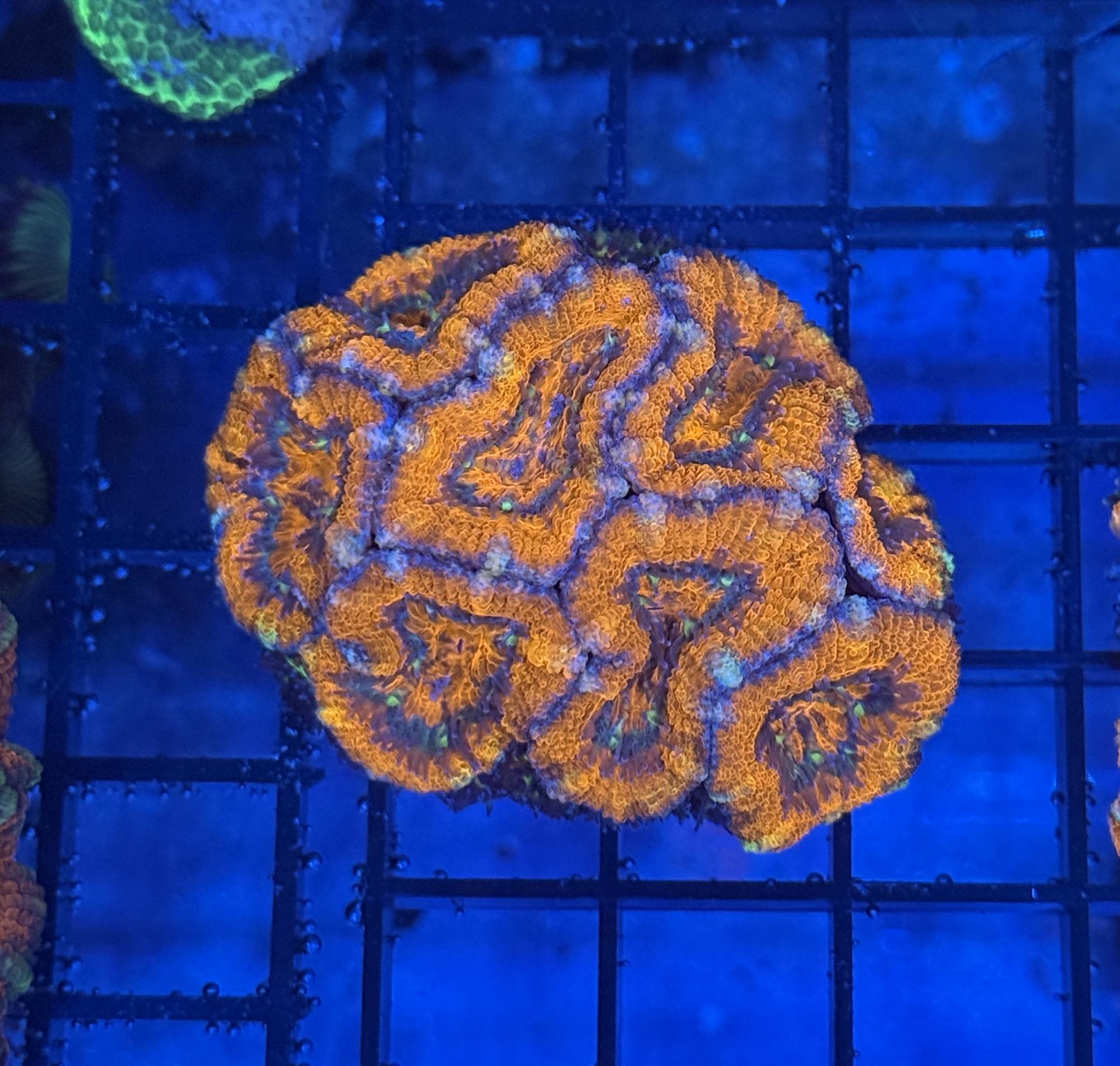 Ultra Acan 32