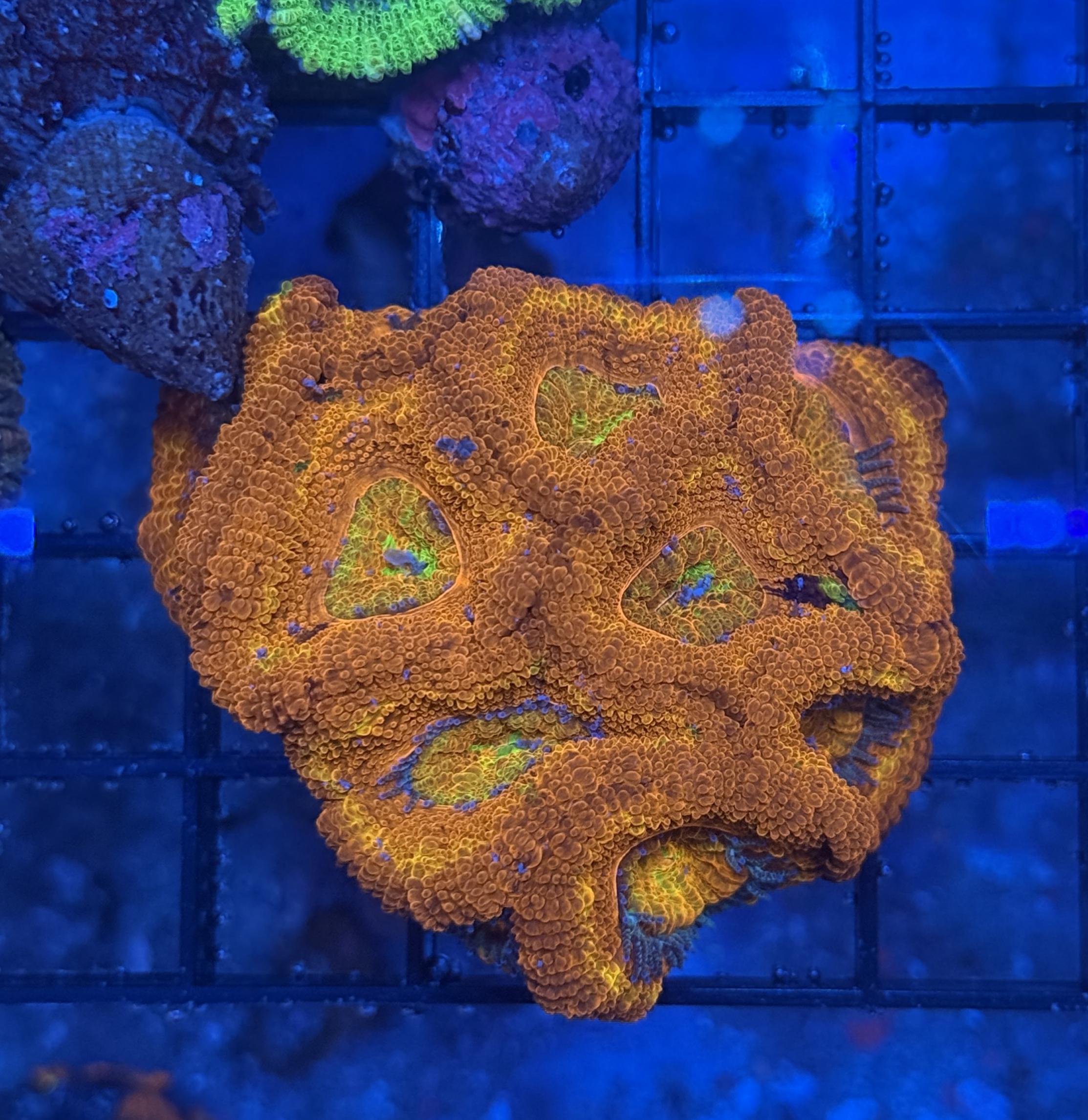 Ultra Acan 33