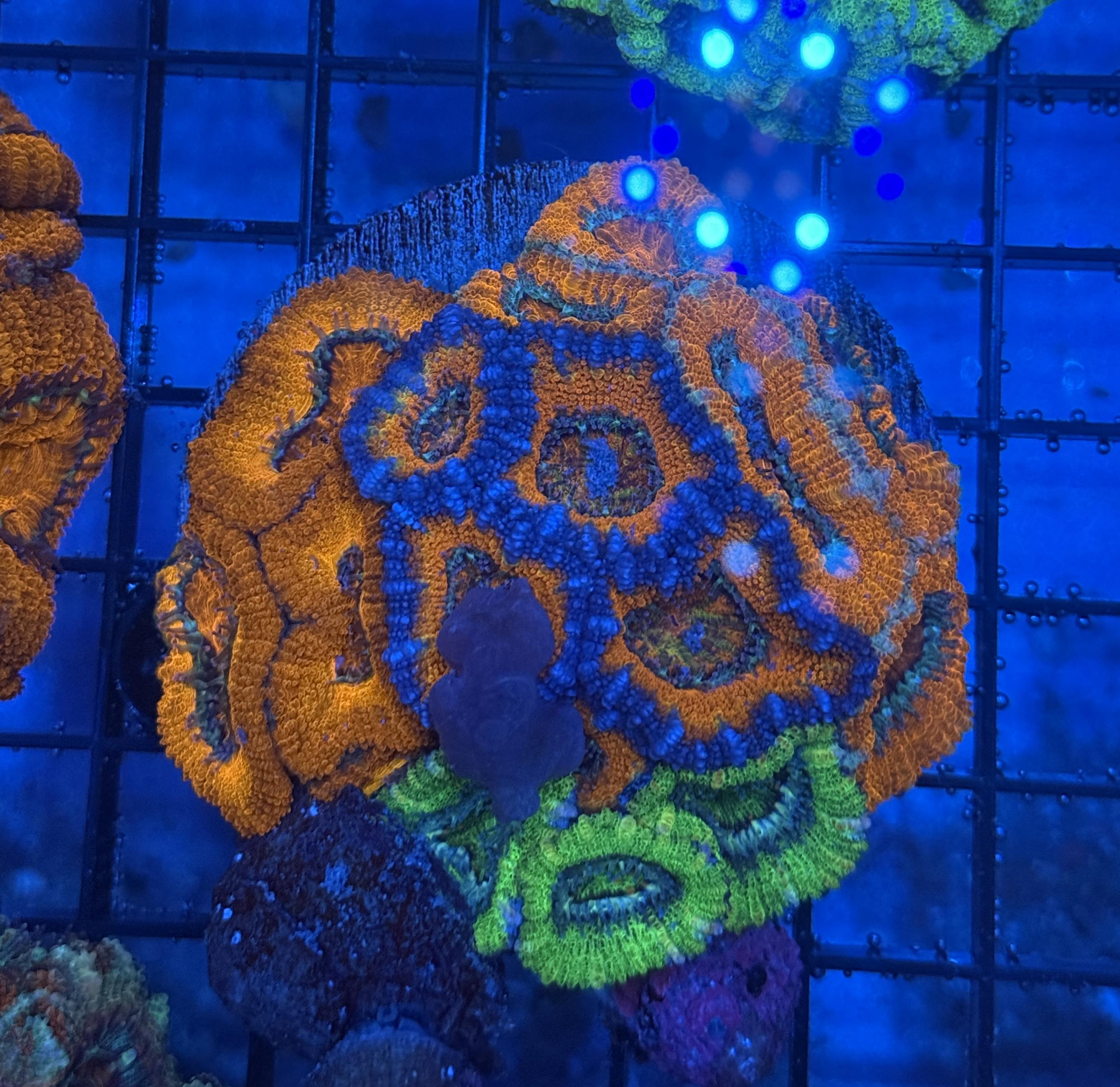 Ultra Acan 34