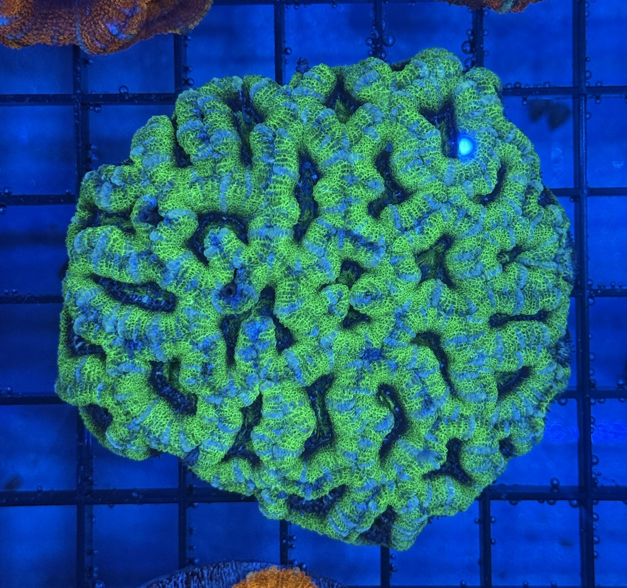 Ultra Acan 35