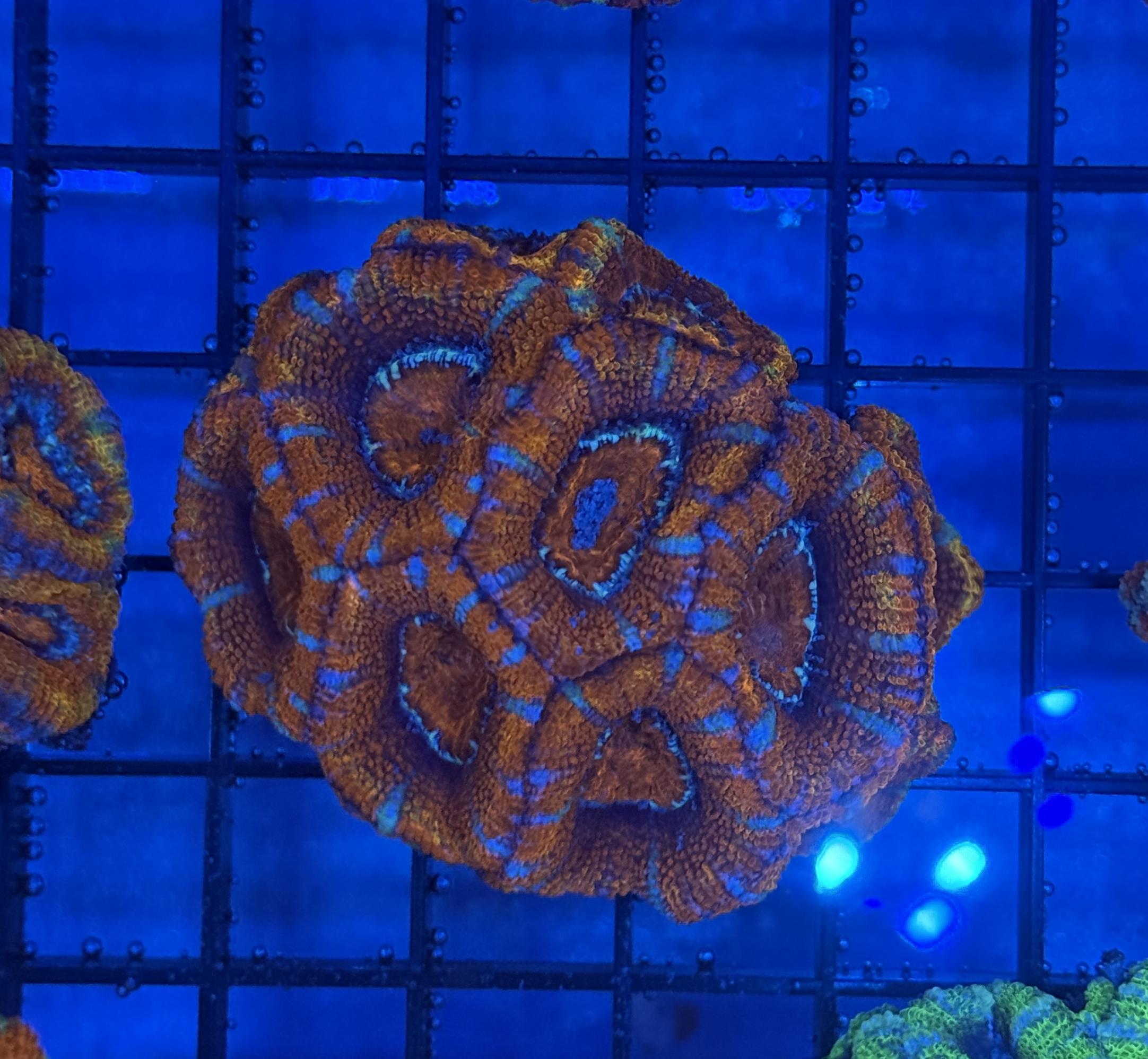 Ultra Acan 36