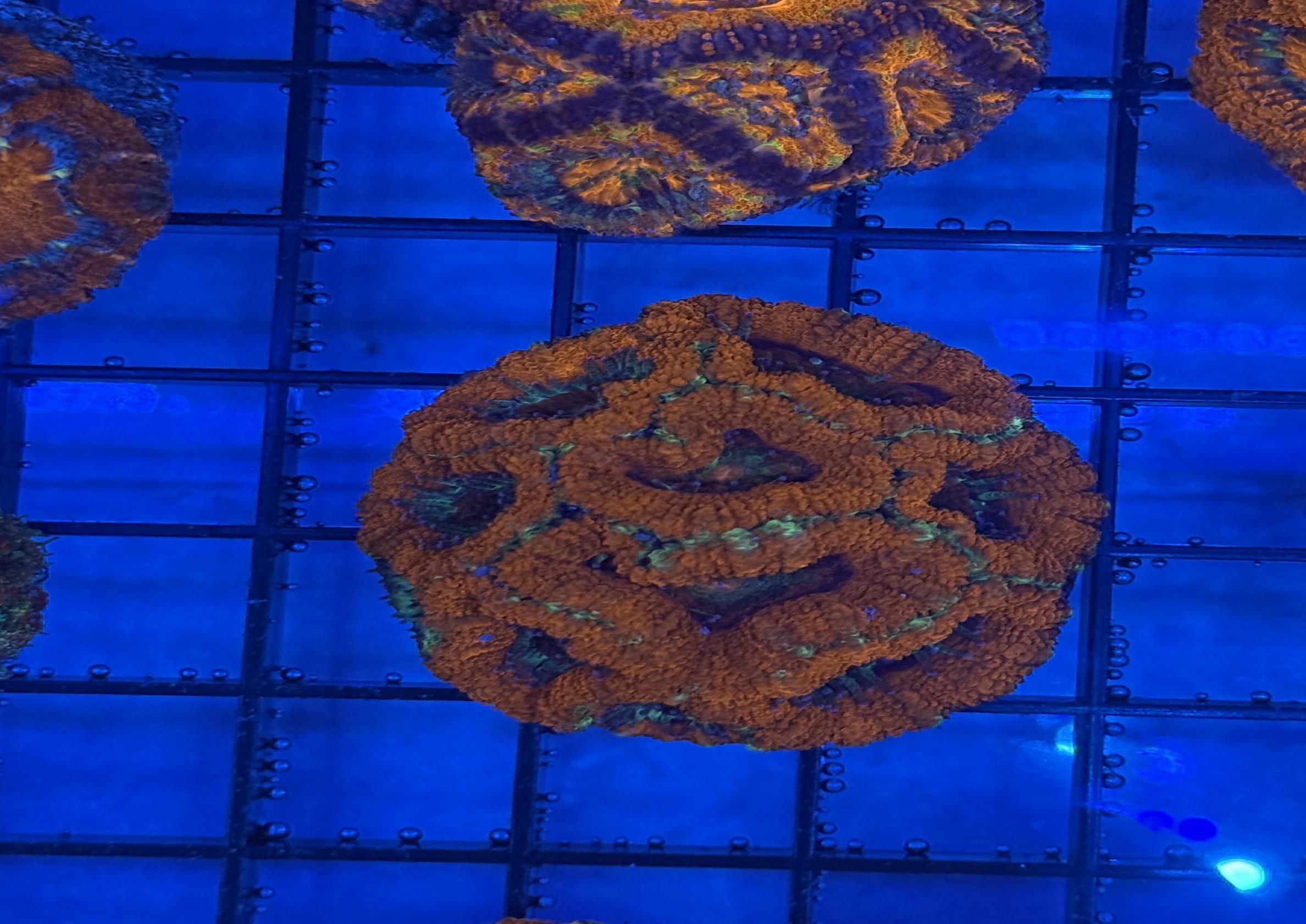 Ultra Acan 37