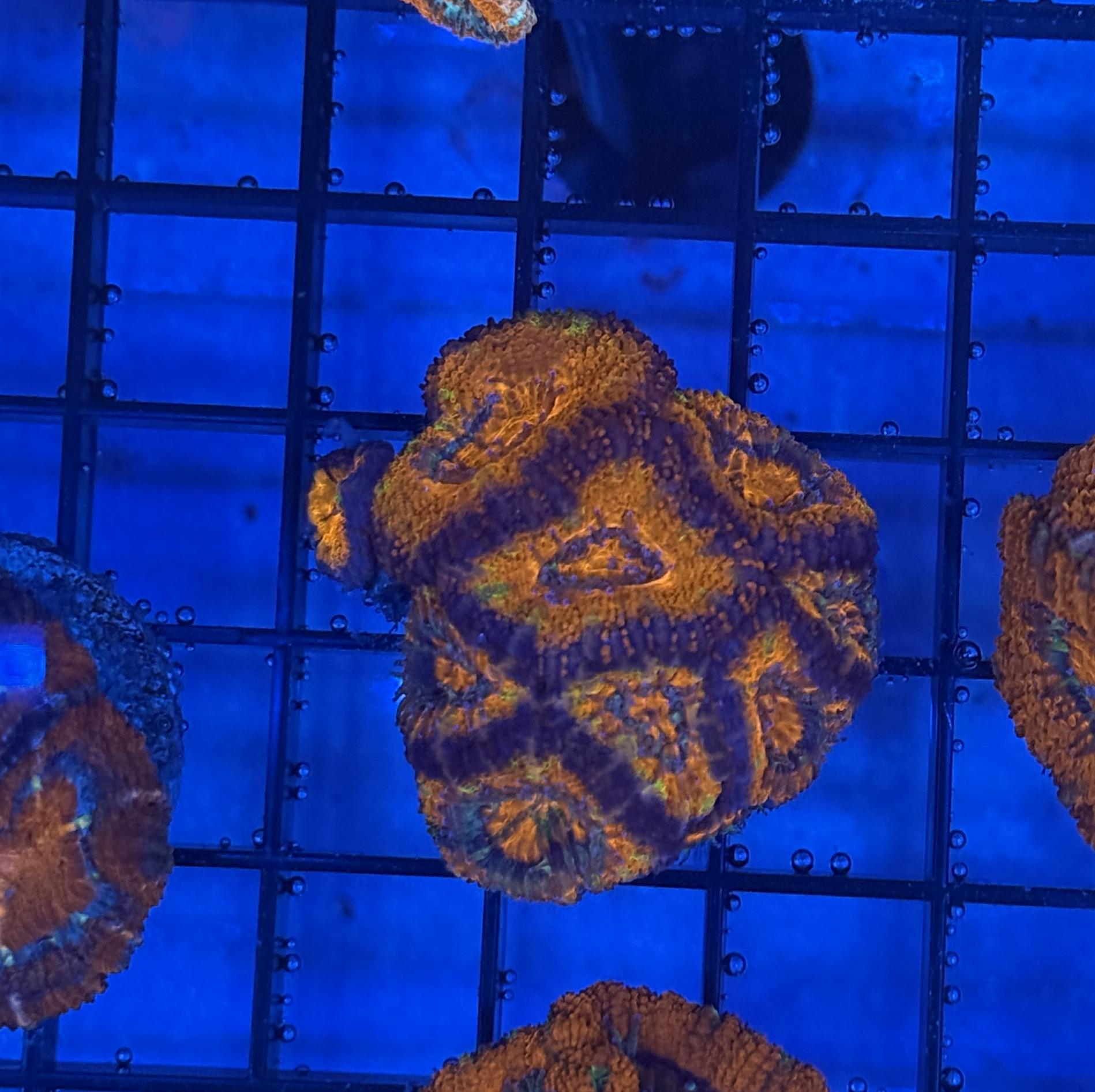 Ultra Acan 38