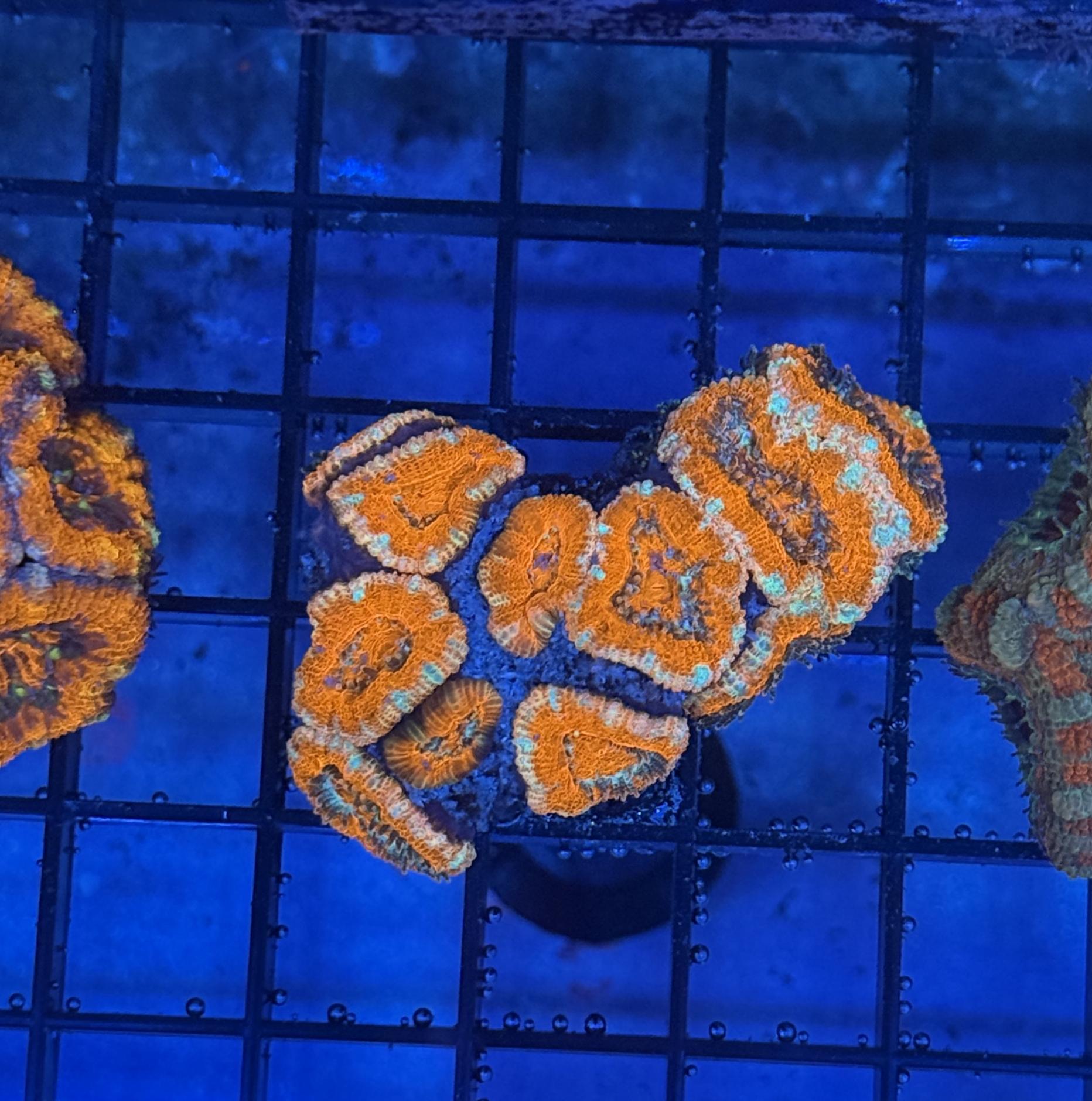 Ultra Acan 39