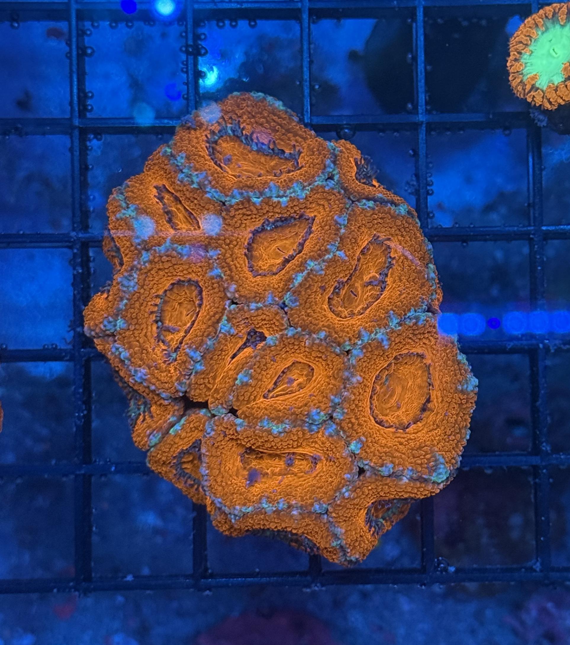 Ultra Acan 40