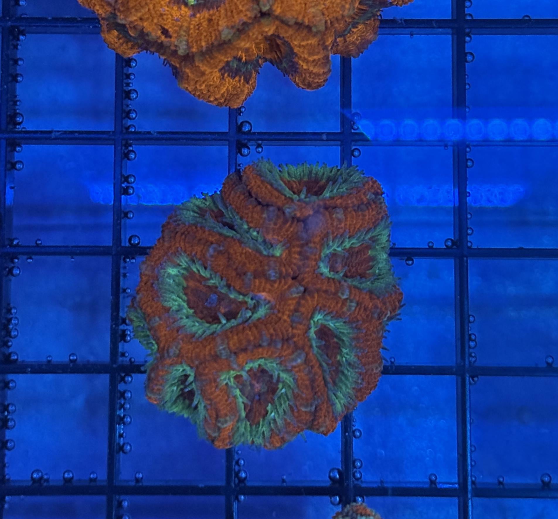 Ultra Acan 41