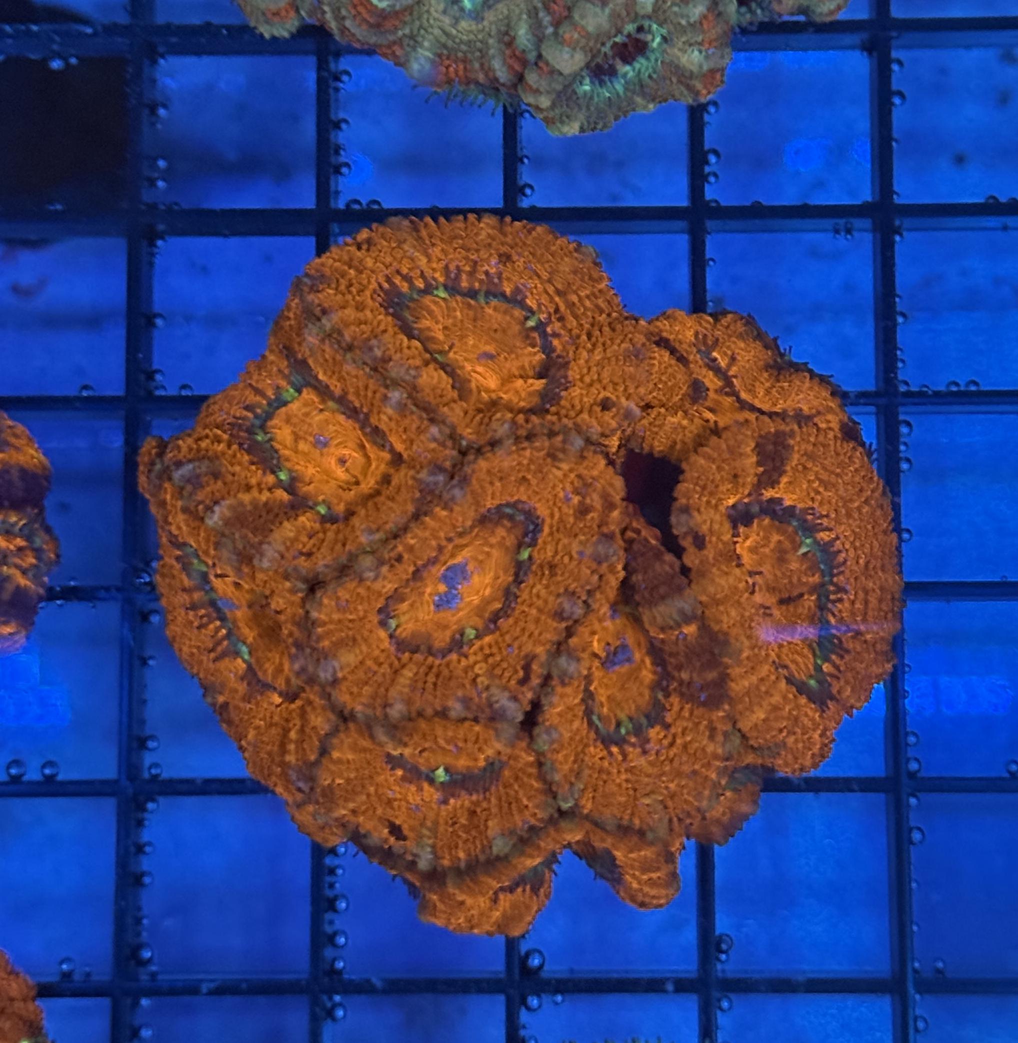 Ultra Acan 42