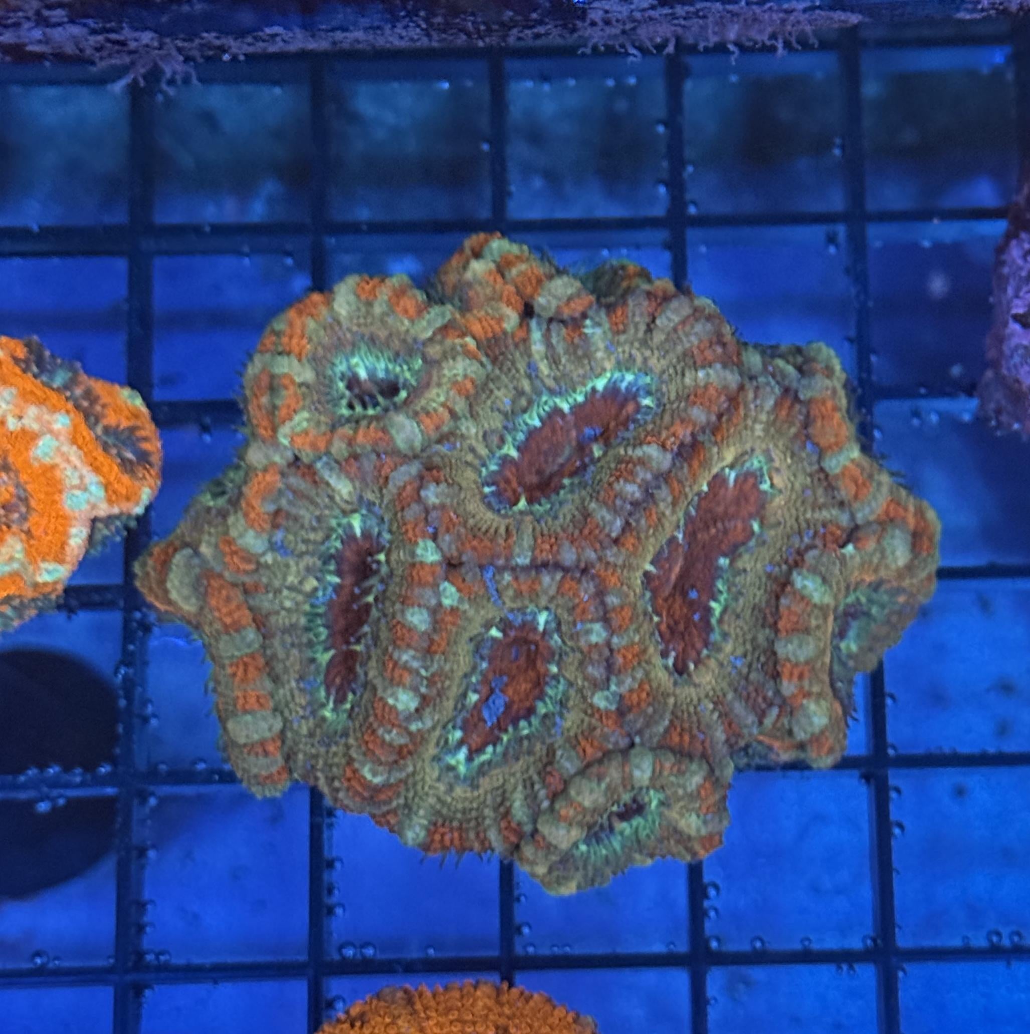 Ultra Acan 43