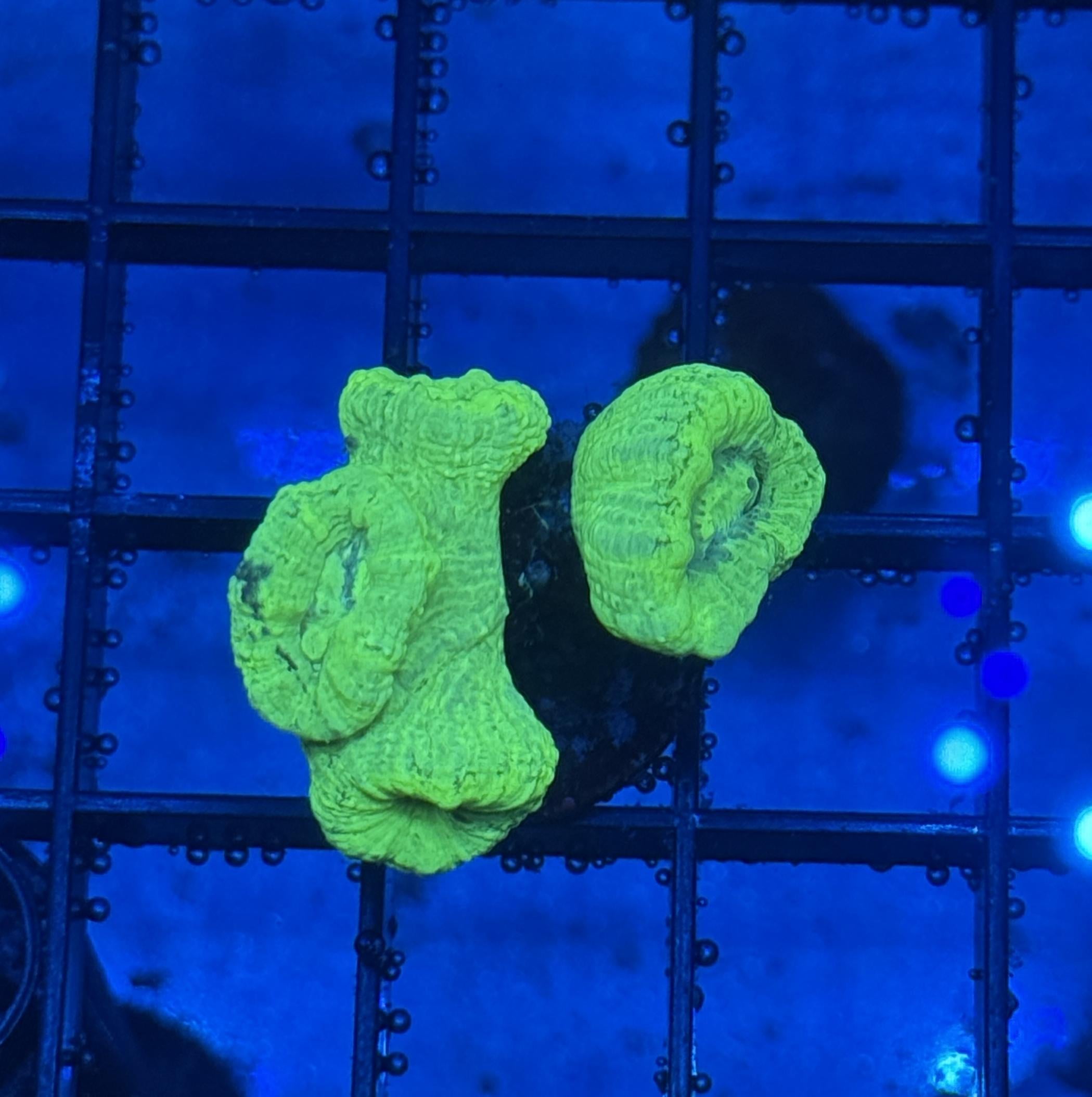 Kryptonite Candy Cane Coral Frag 1