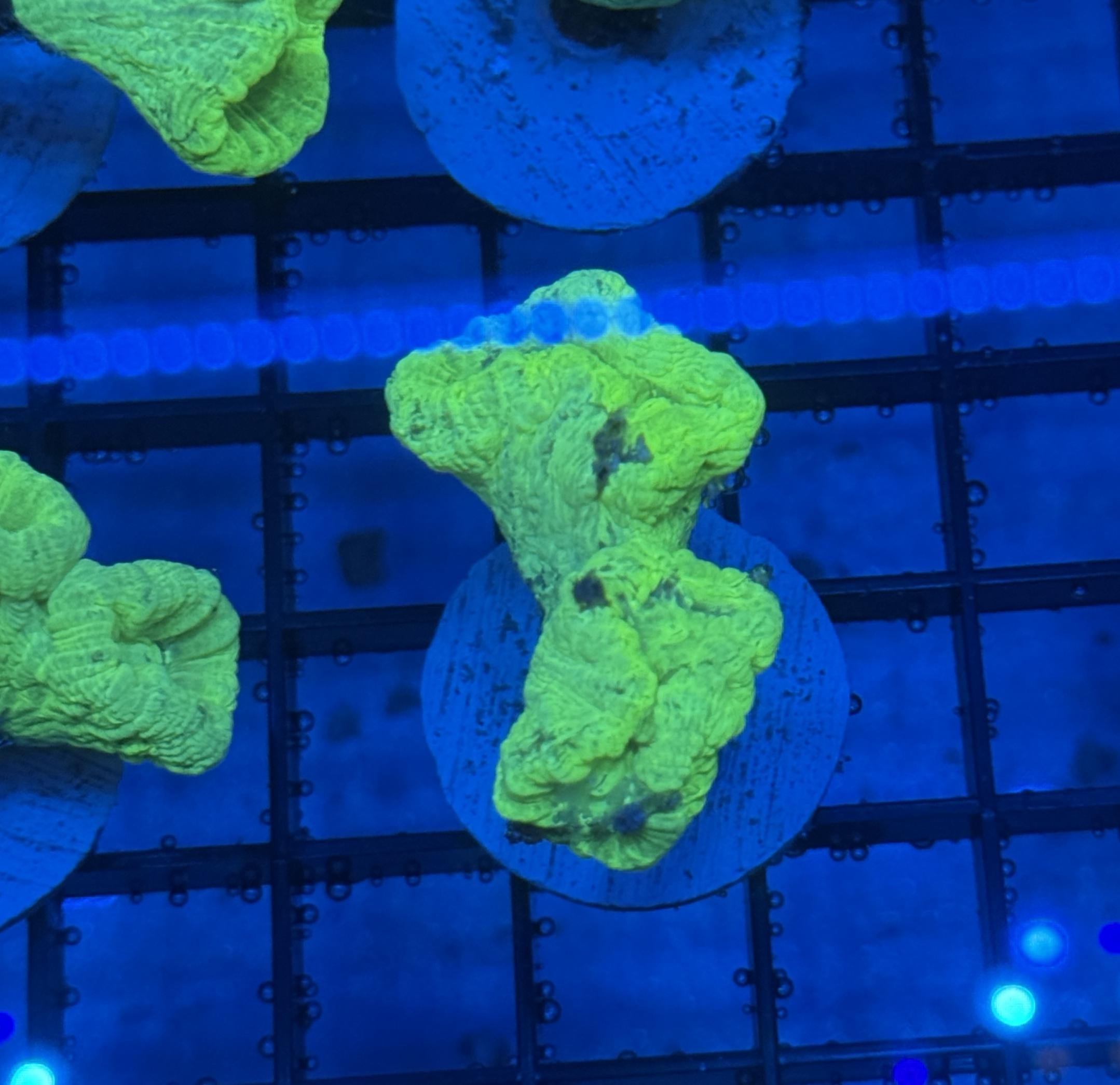 Kryptonite Candy Cane Coral Frag 4