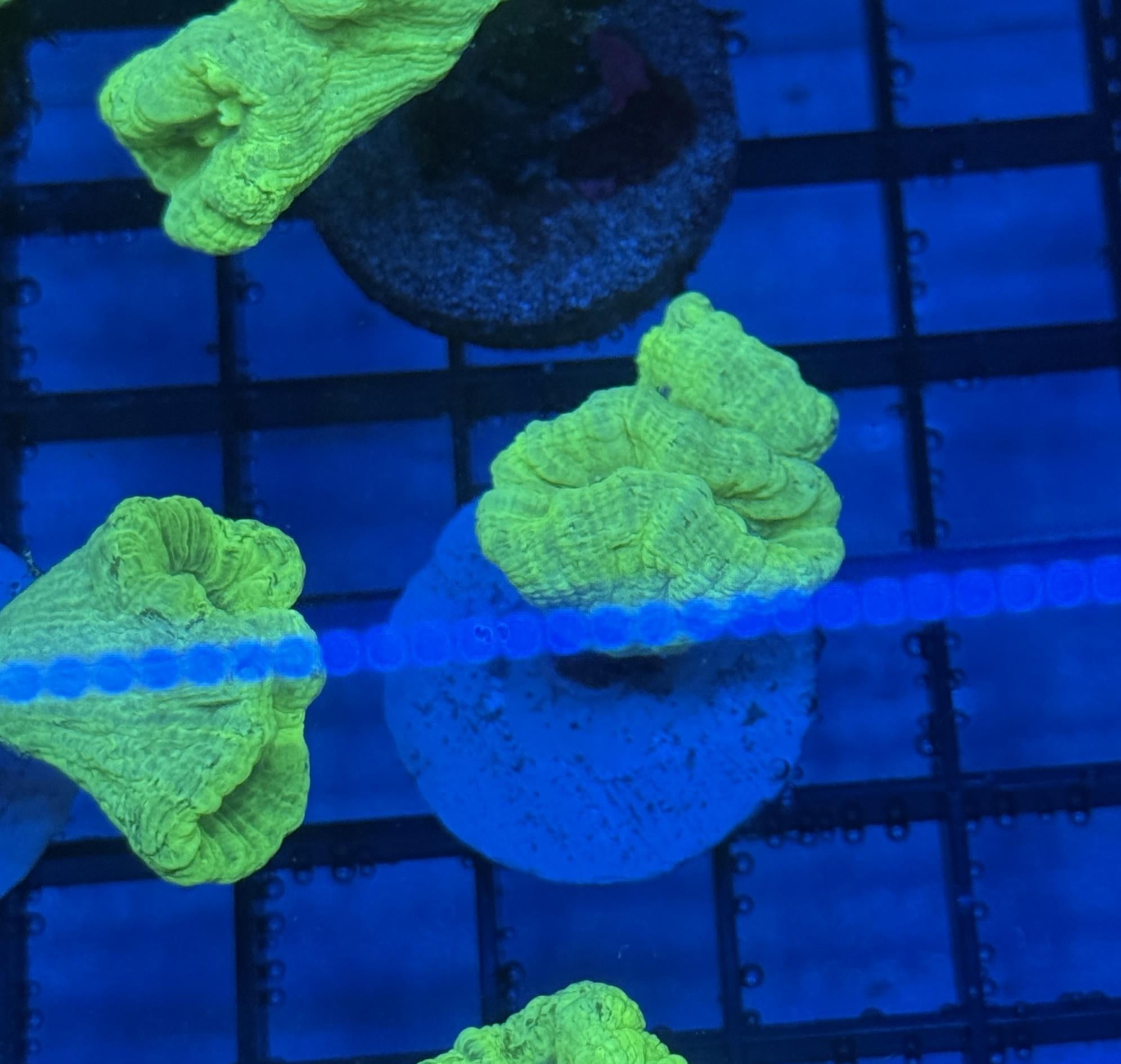 Kryptonite Candy Cane Coral Frag 5